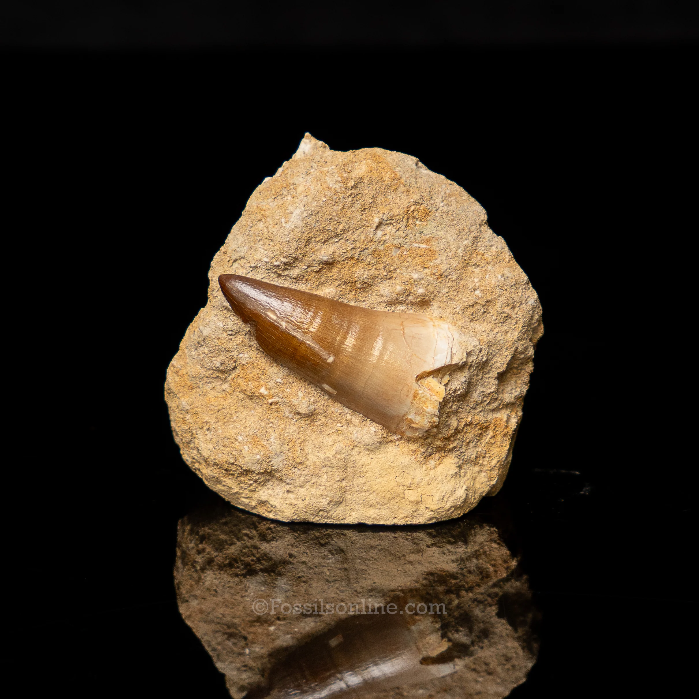 Mosasaur Tooth in Original Matrix 2.16"