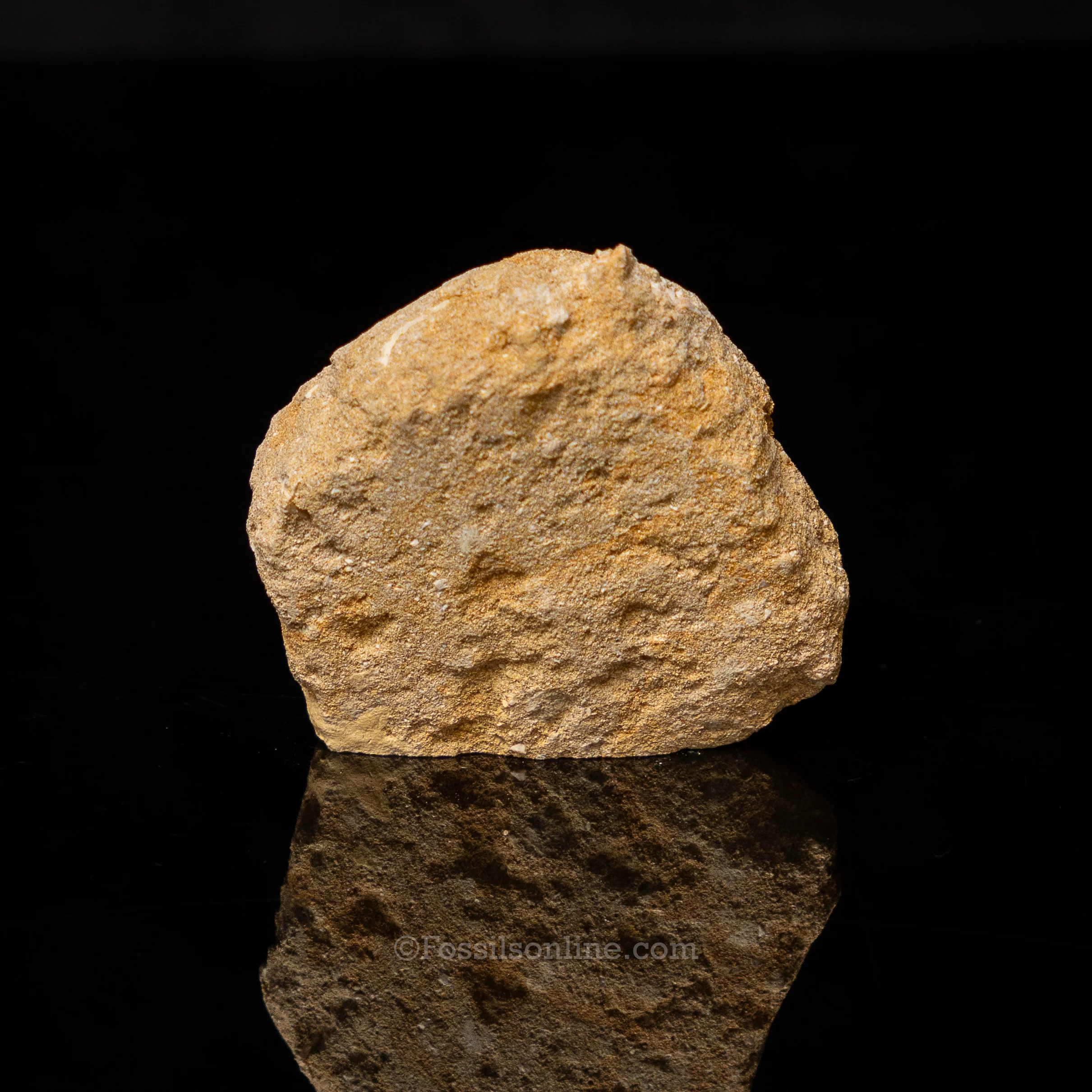 Mosasaur Tooth in Original Matrix 2.16" - Image 2