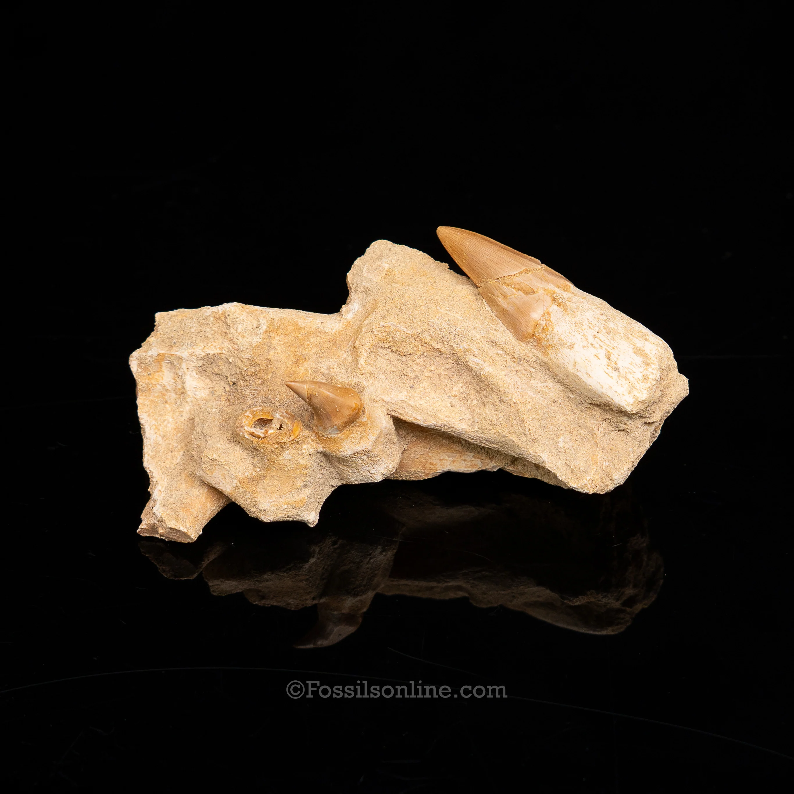 Mosasaurus Jaw in Matrix - Image 3