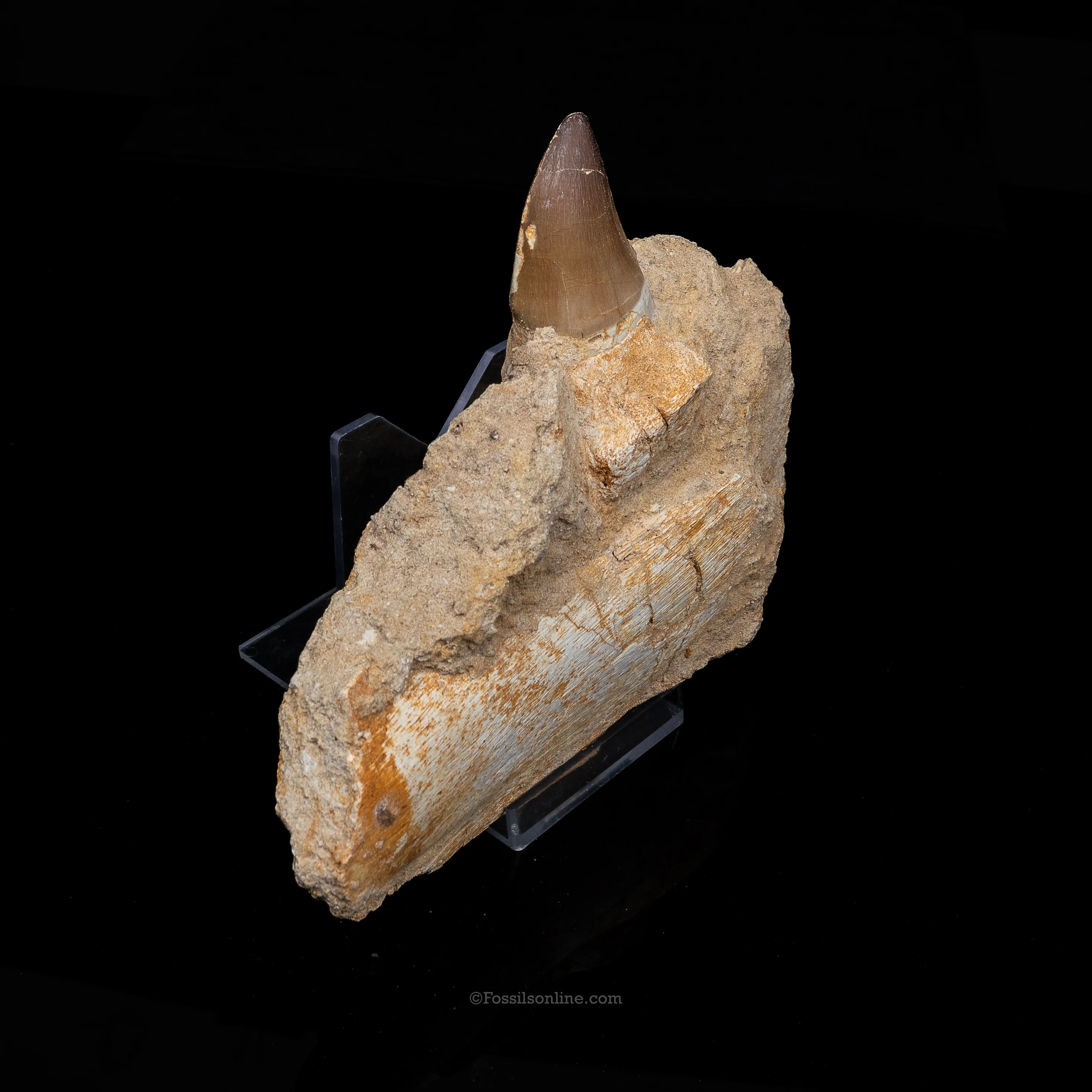 Mosasaur Jaw in Matrix - Image 2