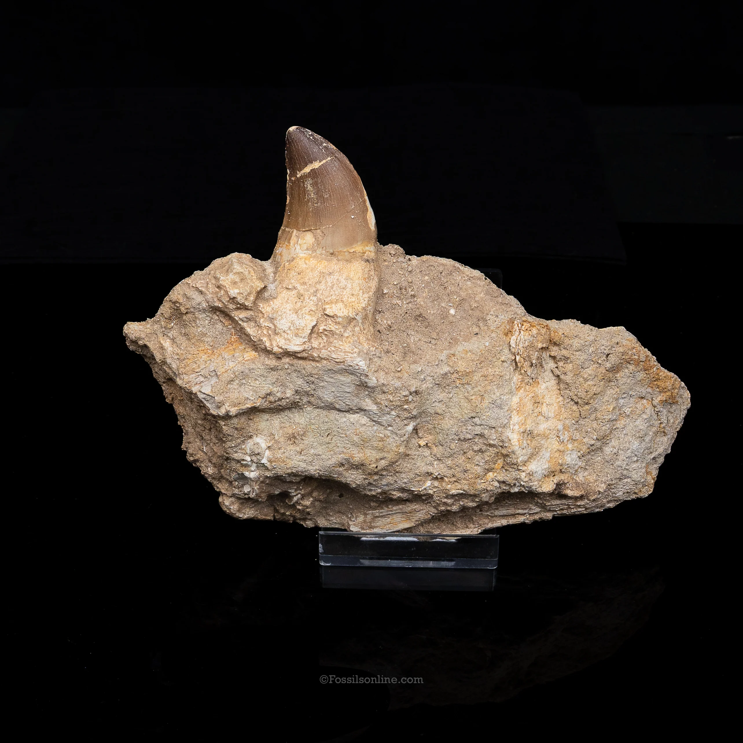 Mosasaur Jaw in Matrix - Image 3