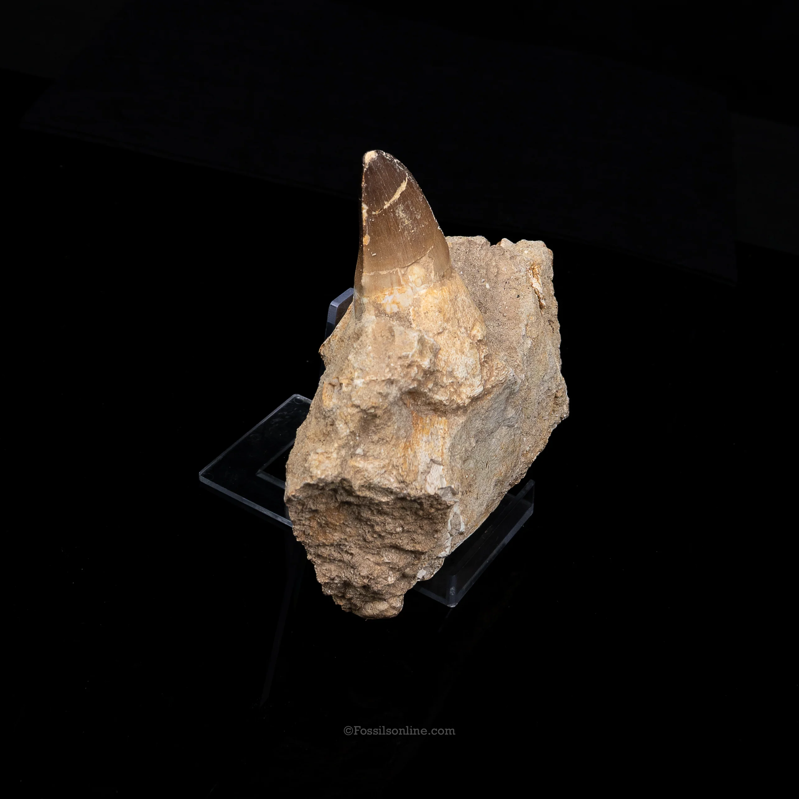 Mosasaur Jaw in Matrix - Image 4