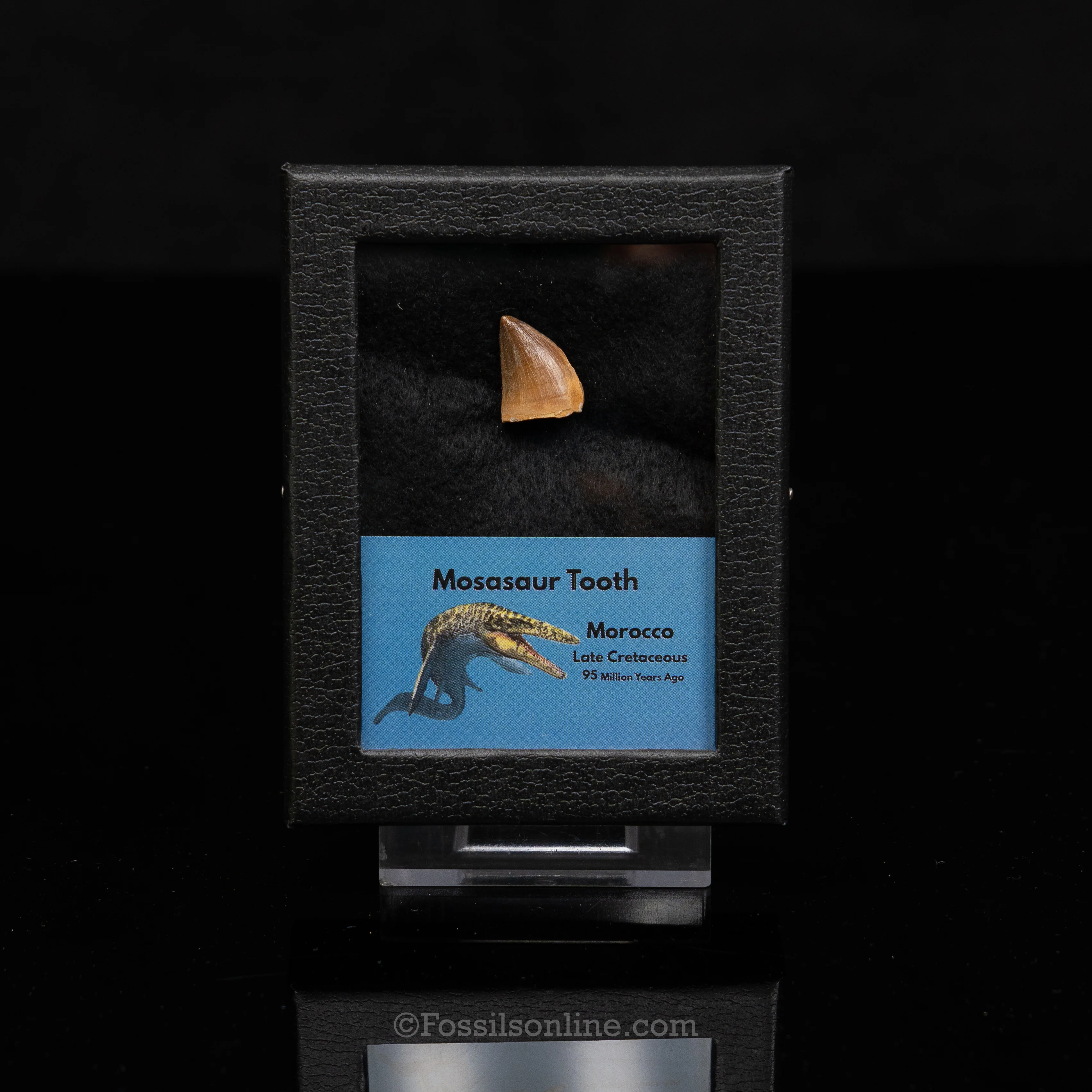 Mosasaur Tooth in sm case - Image 3