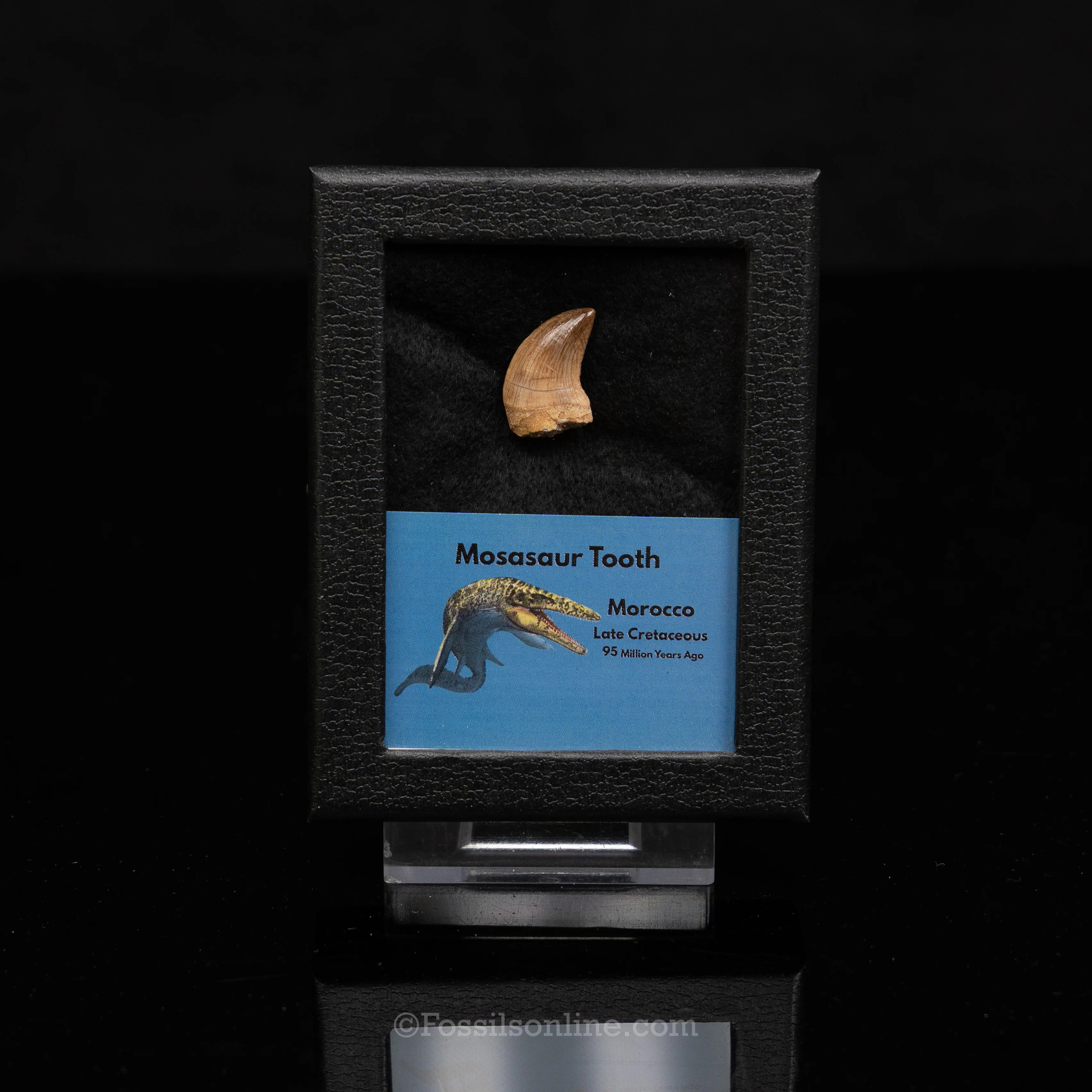 Mosasaur Tooth in sm case - Image 4