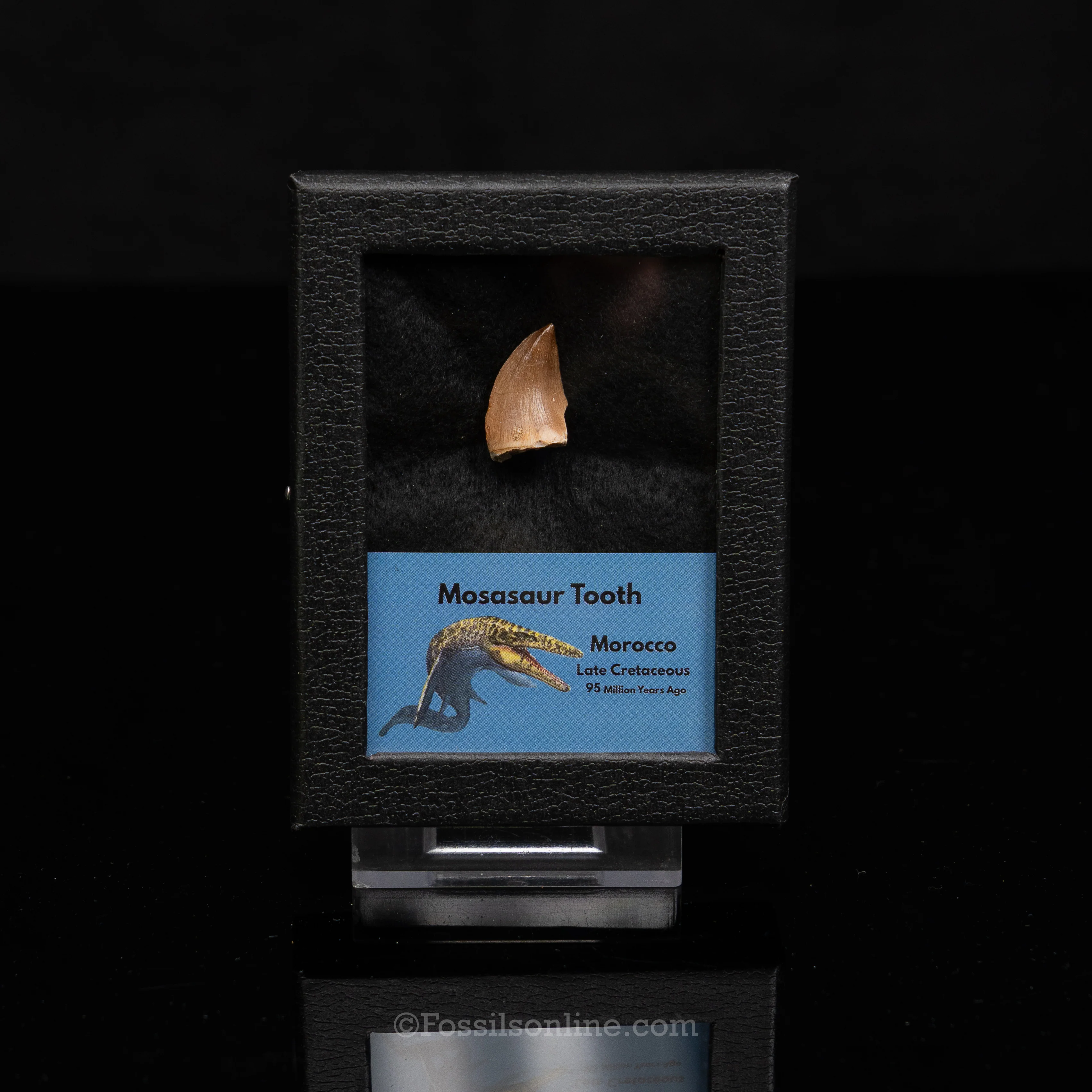 Mosasaur Tooth in sm case - Image 5