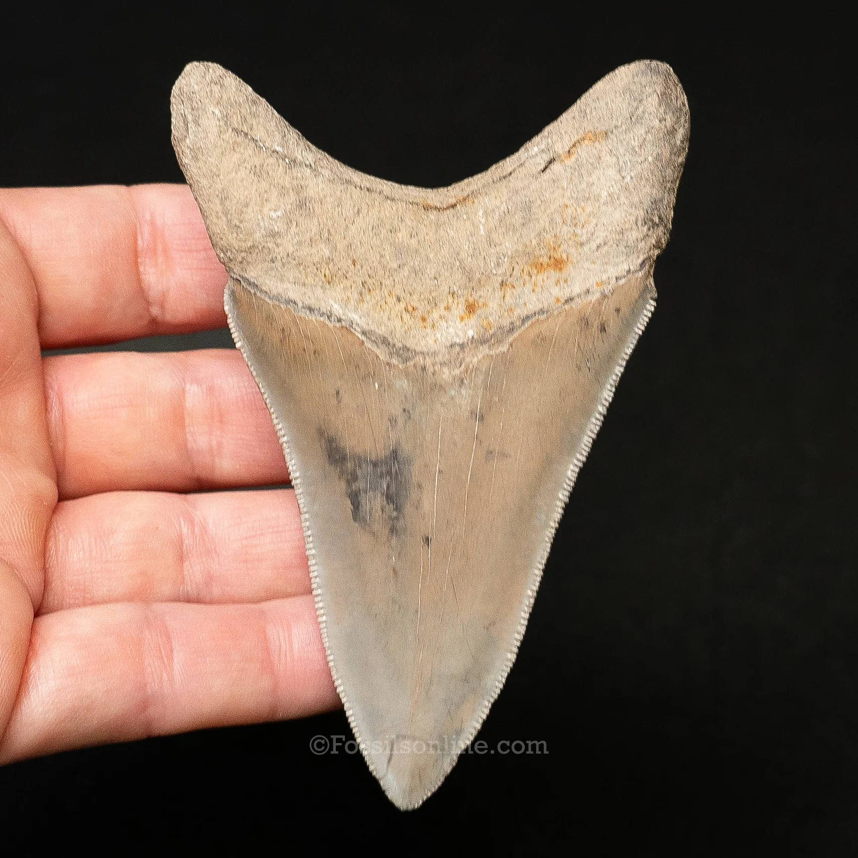 Lee Creek Megalodon 3.65" - Image 2