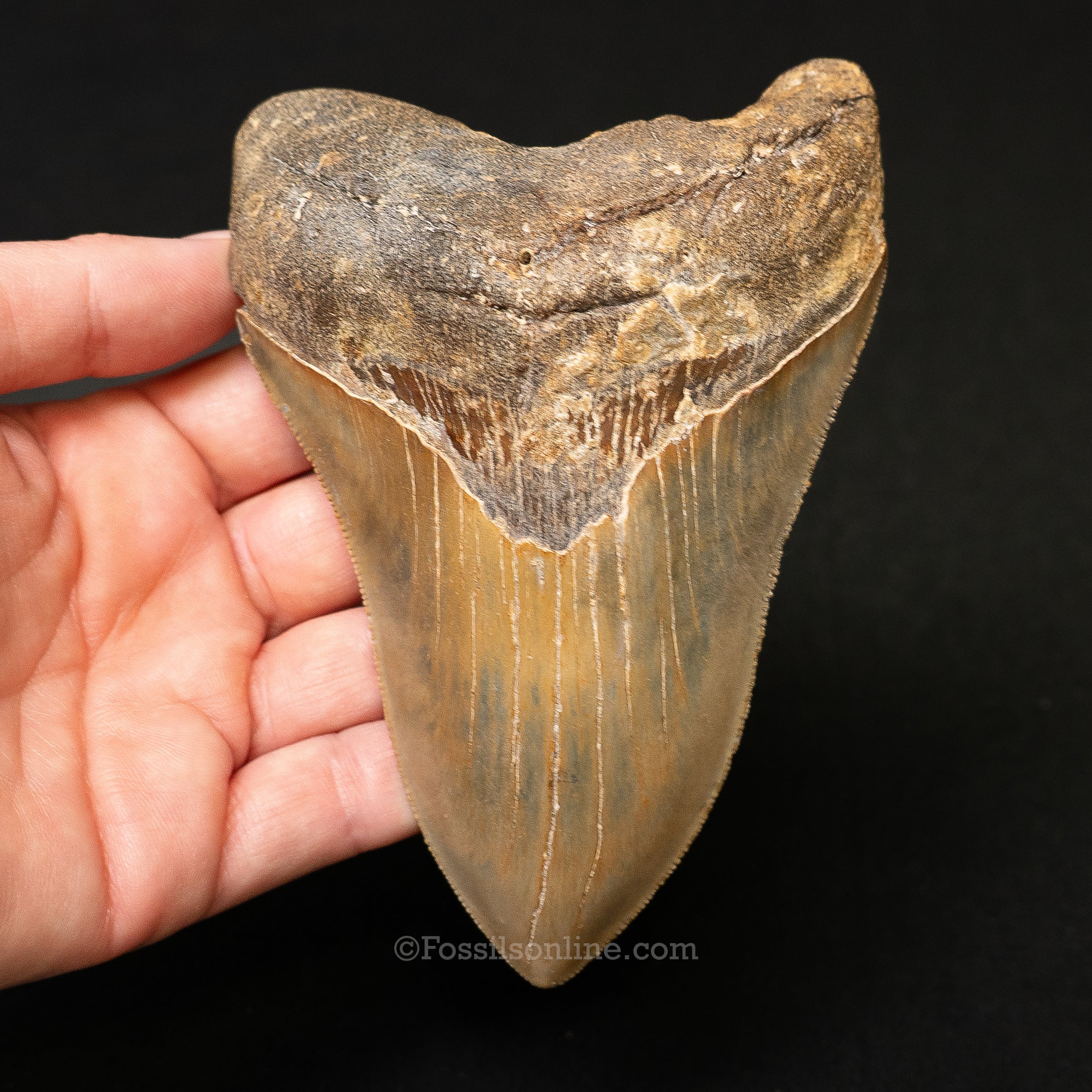 North Carolina Megalodon 4.99"