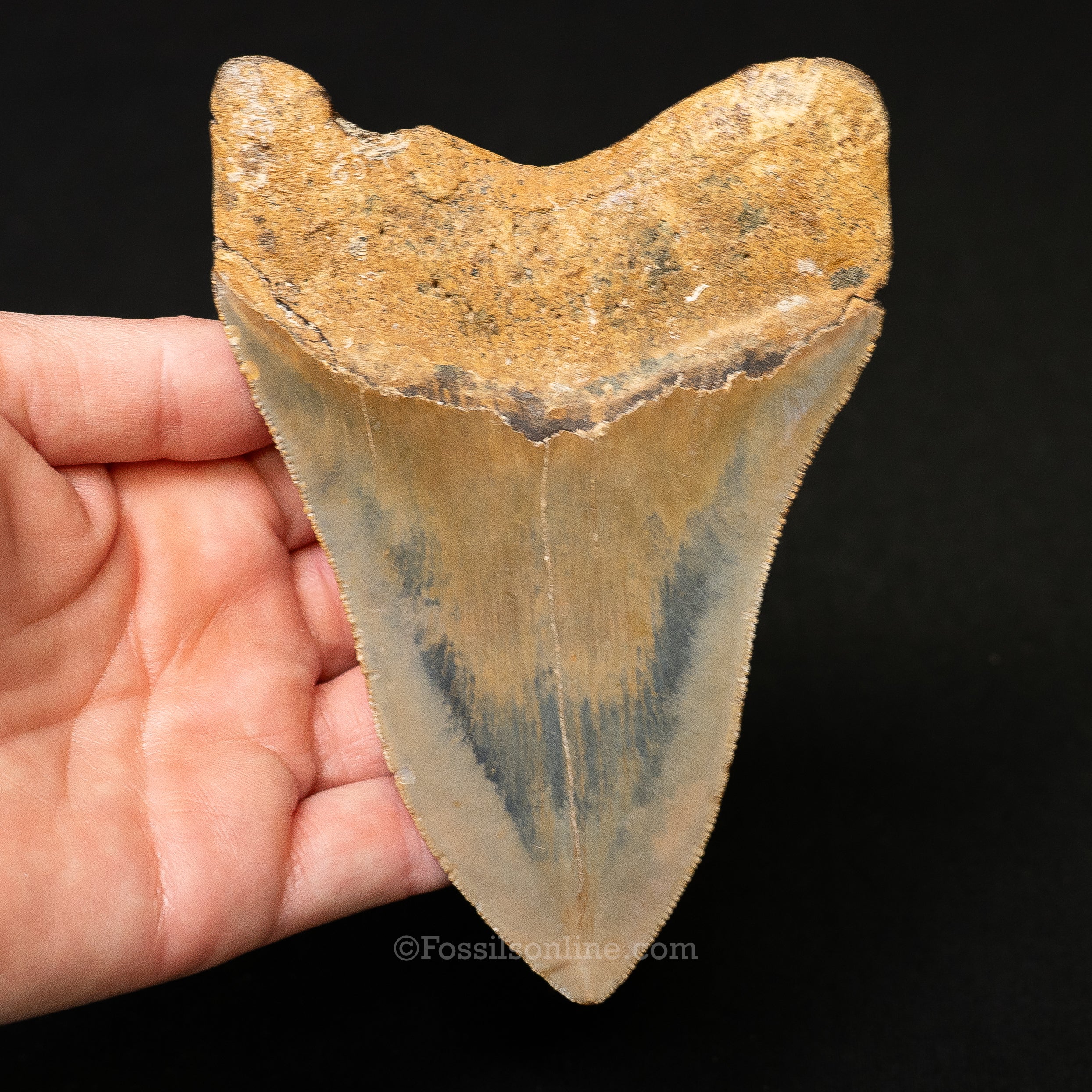 North Carolina Megalodon 4.99" - Image 2