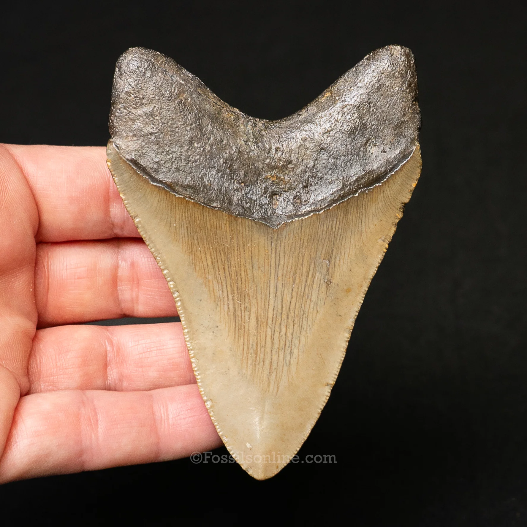 North Carolina Megalodon 3.59" - Image 2