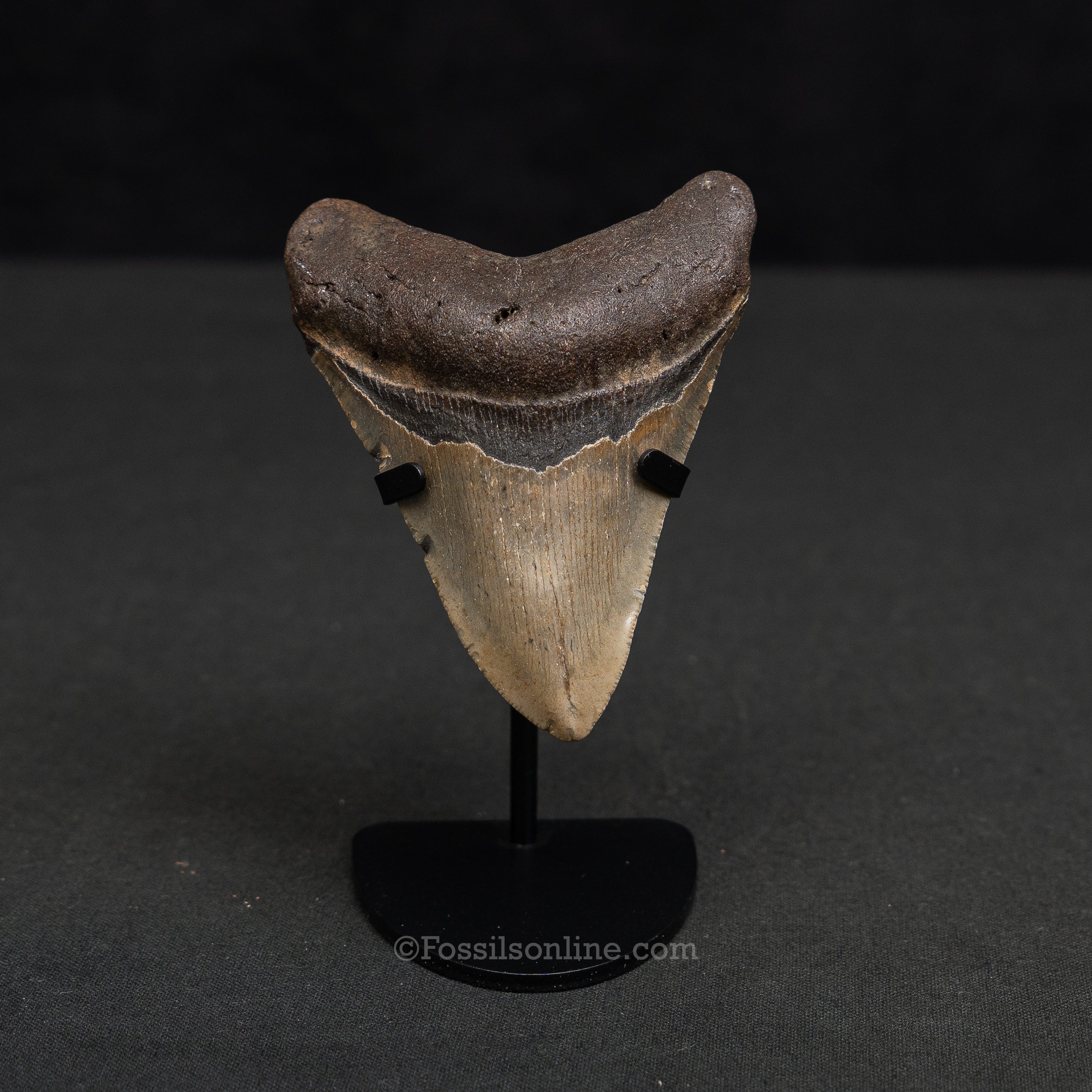 North Carolina Megalodon 4.08"