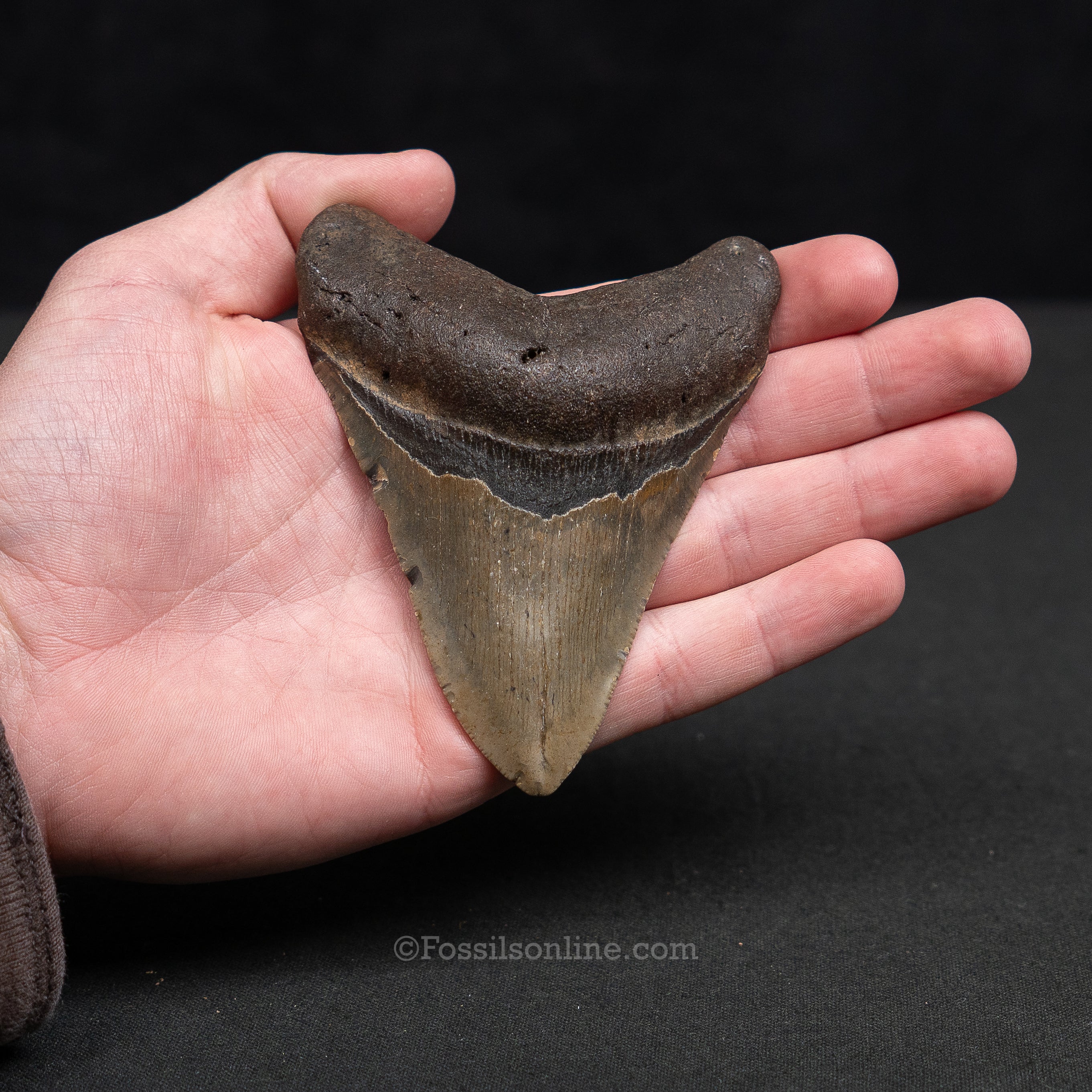 North Carolina Megalodon 4.08" - Image 2