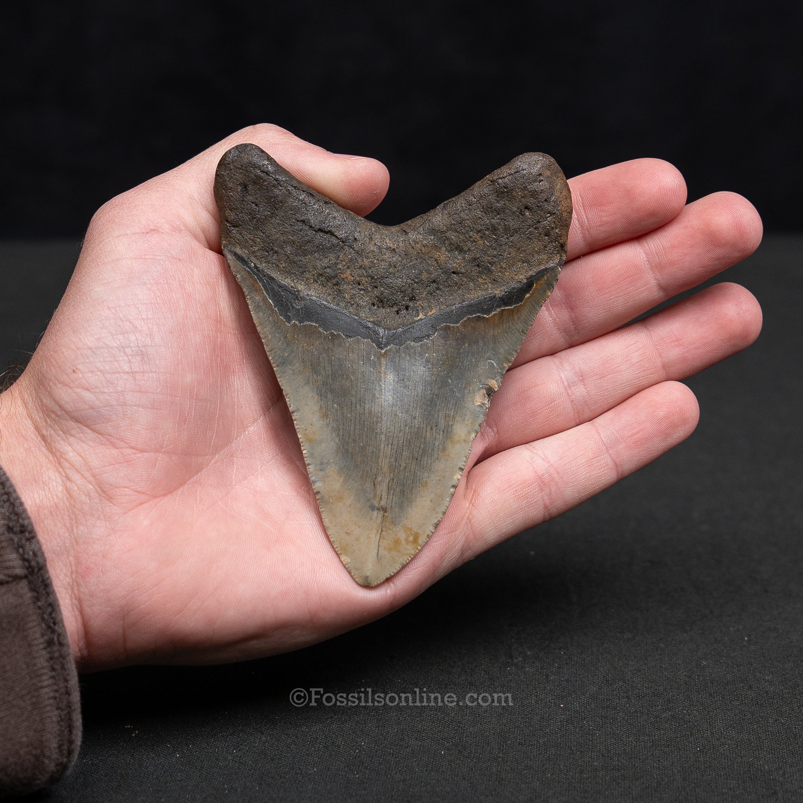North Carolina Megalodon 4.08" - Image 3