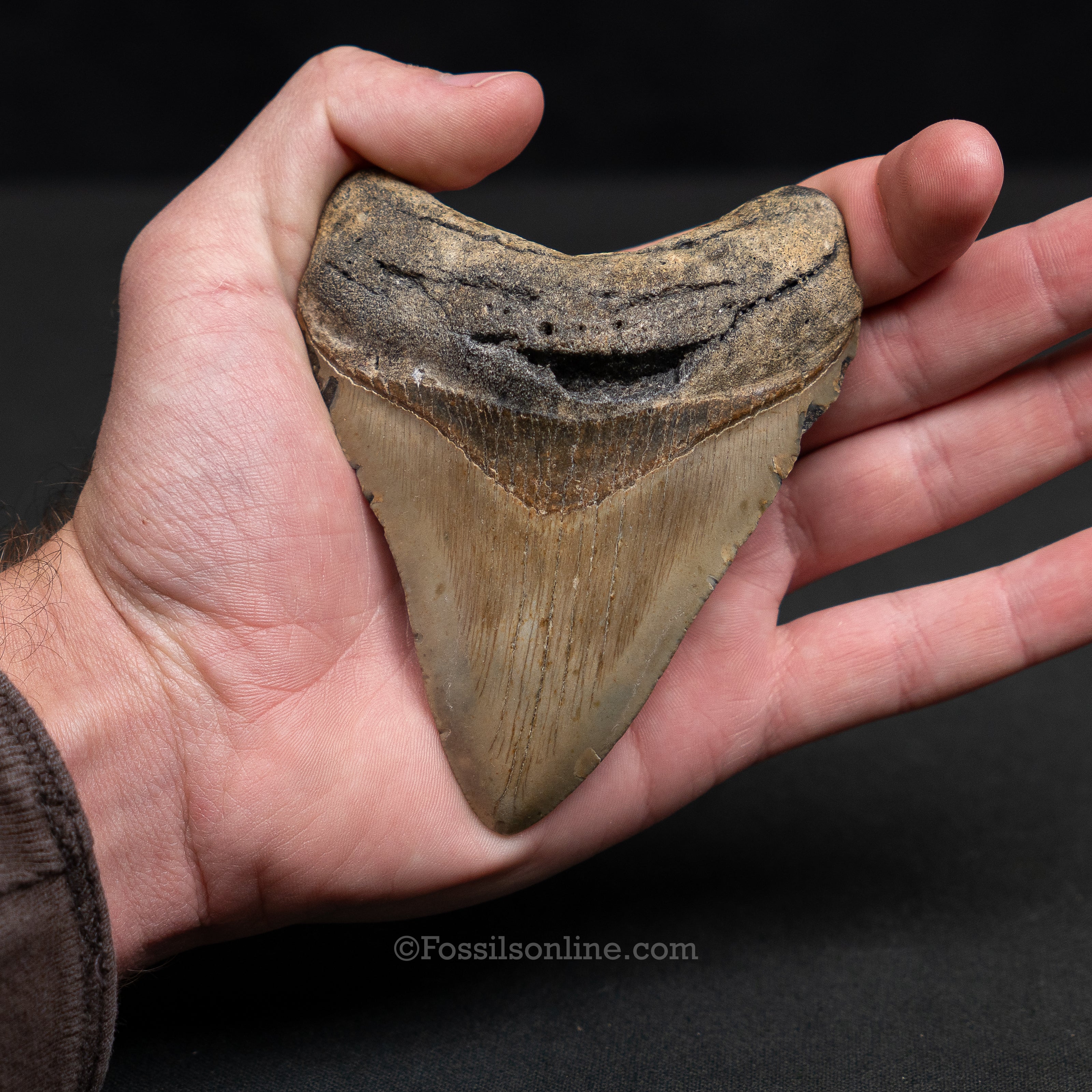 North Carolina Megalodon 4.11 - Image 2