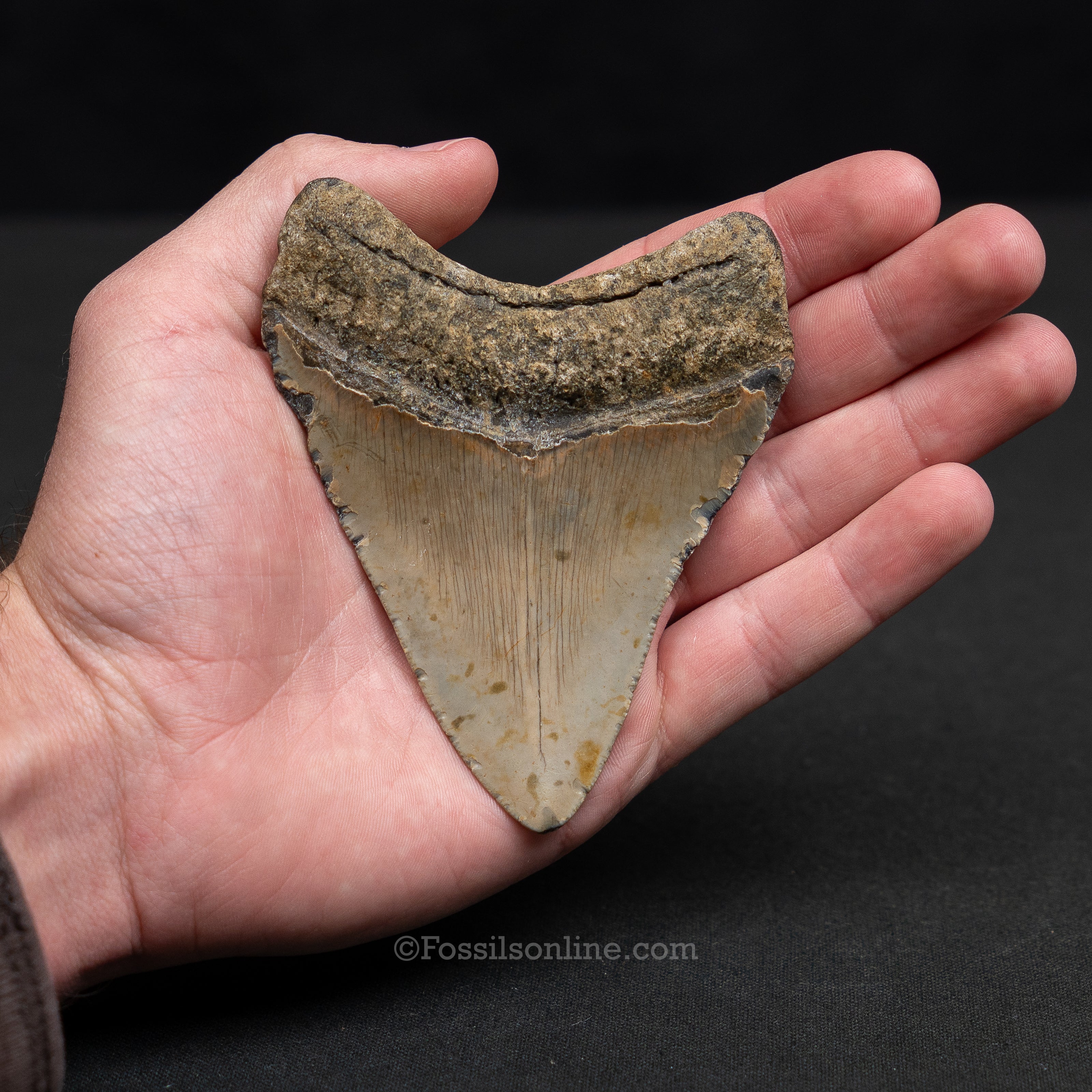 North Carolina Megalodon 4.11 - Image 3