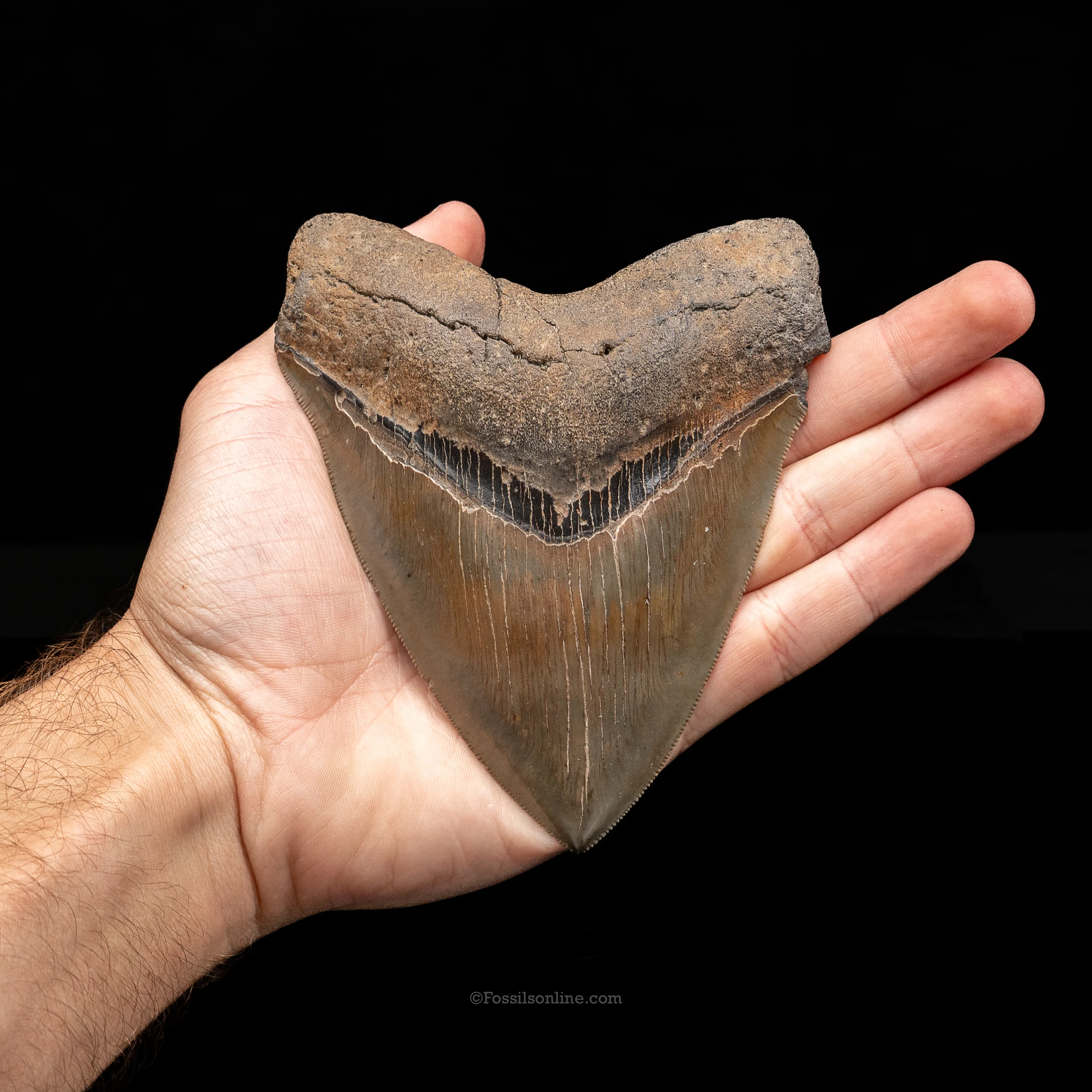 North Carolina Megalodon 5.15" - Image 2