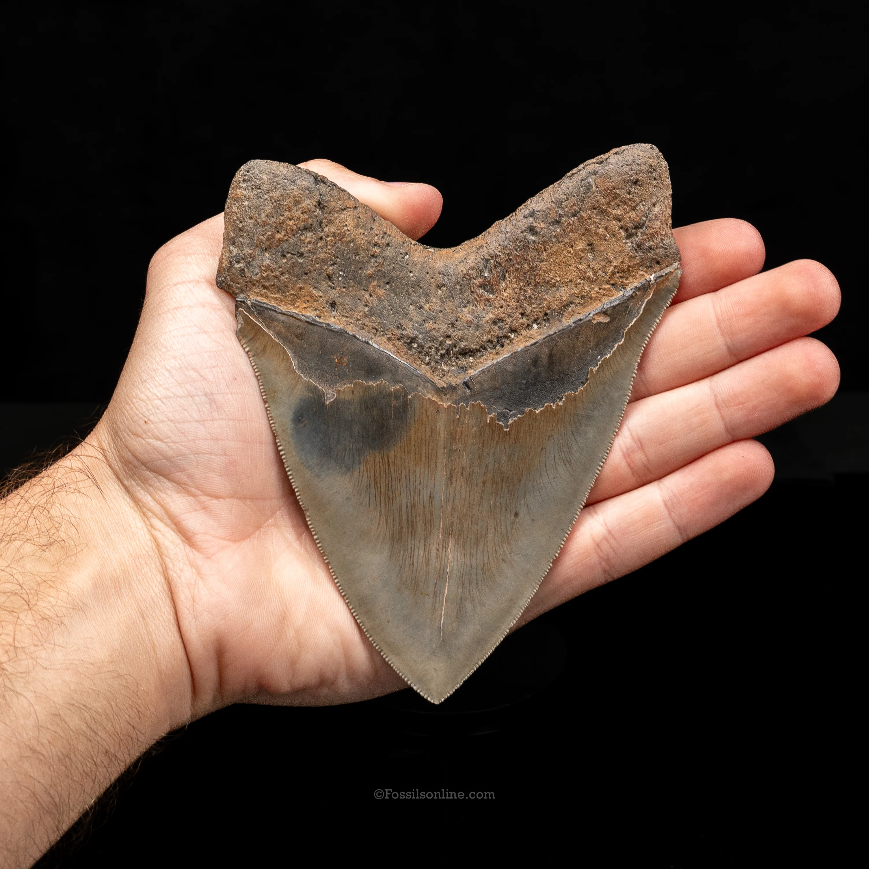 North Carolina Megalodon 5.15" - Image 3