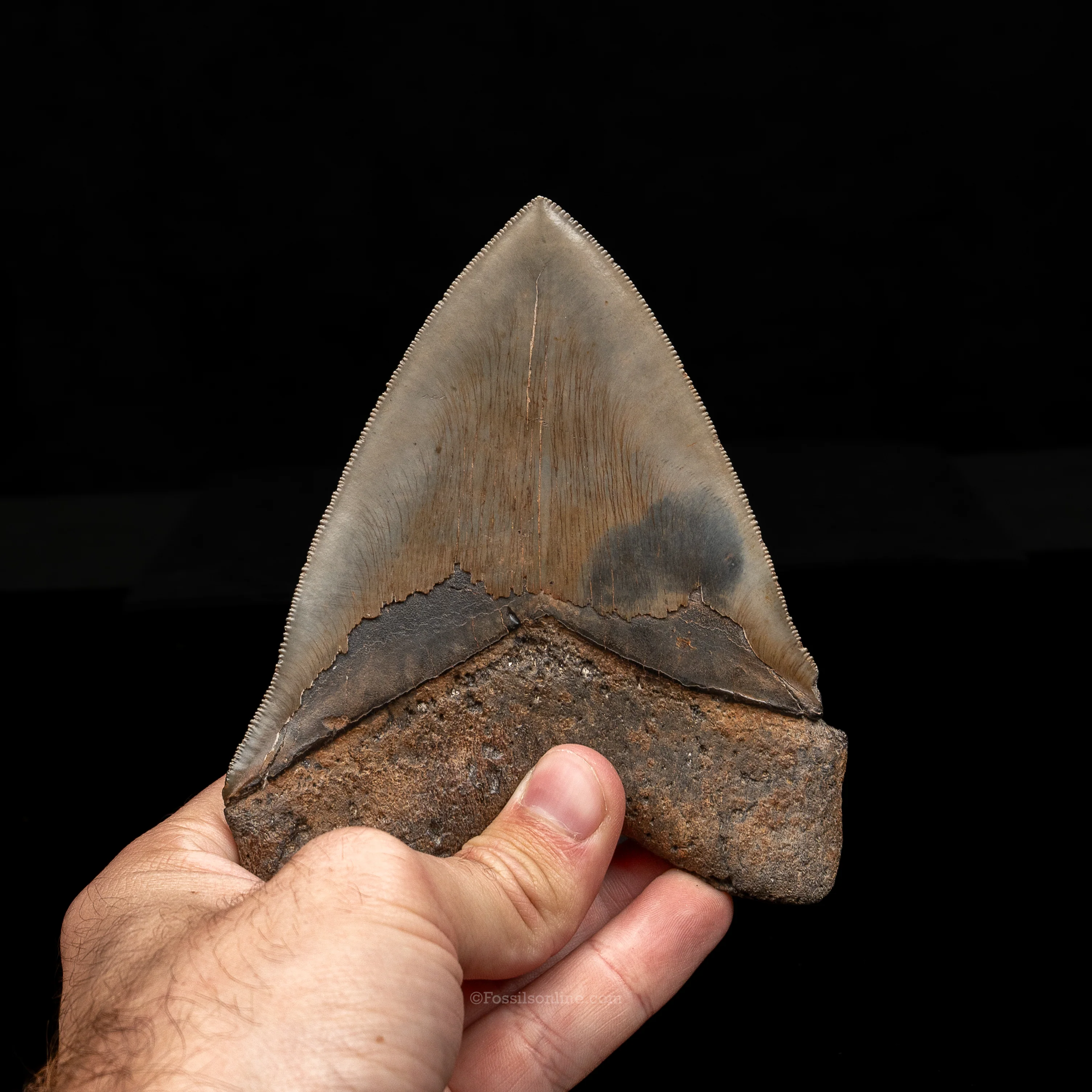 North Carolina Megalodon 5.15" - Image 4