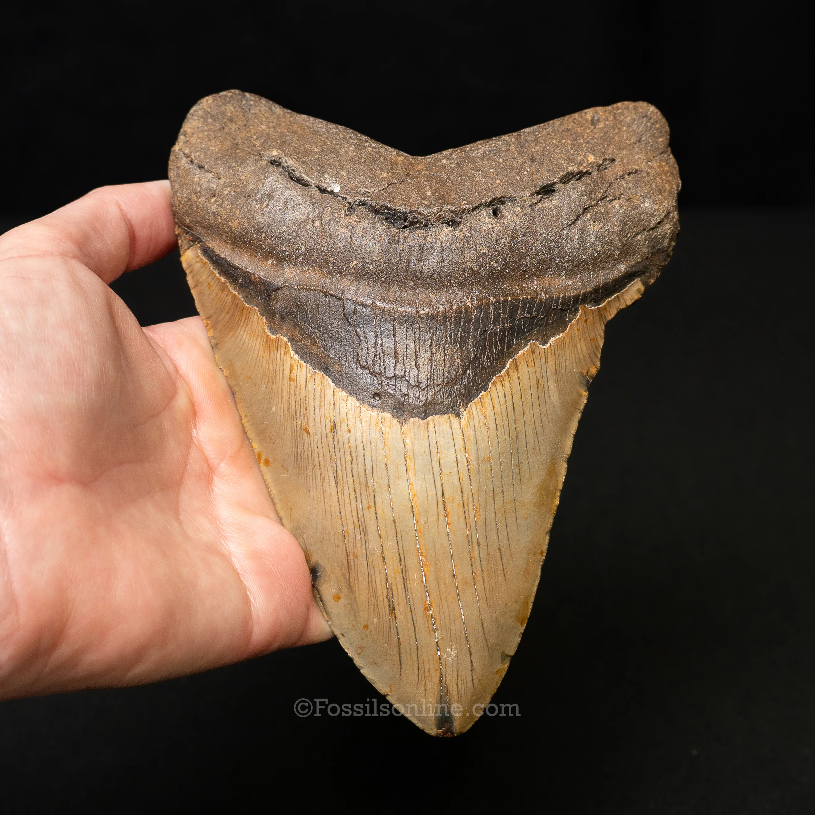 North Carolina Megalodon 6.09" - Image 2