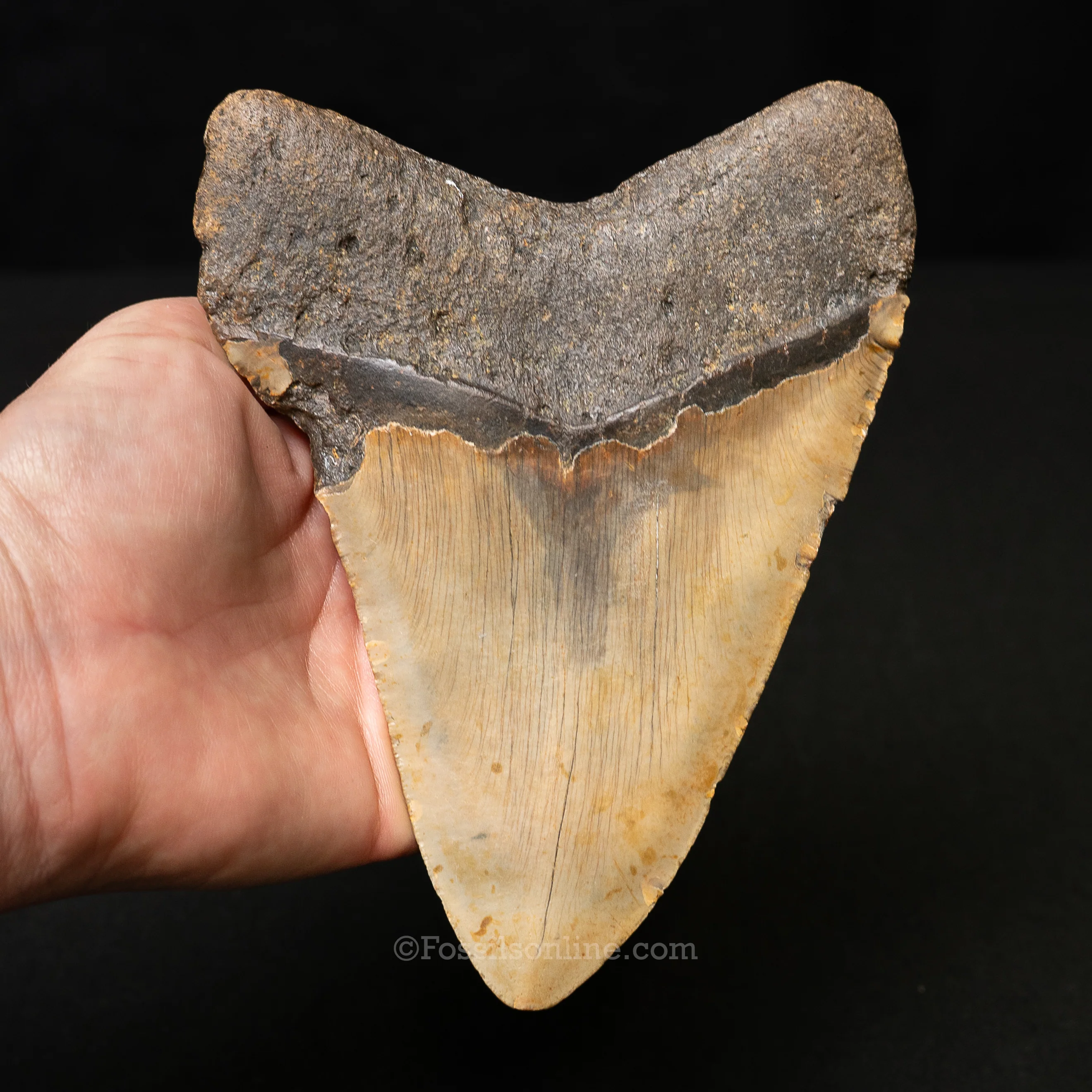 North Carolina Megalodon 6.09" - Image 3