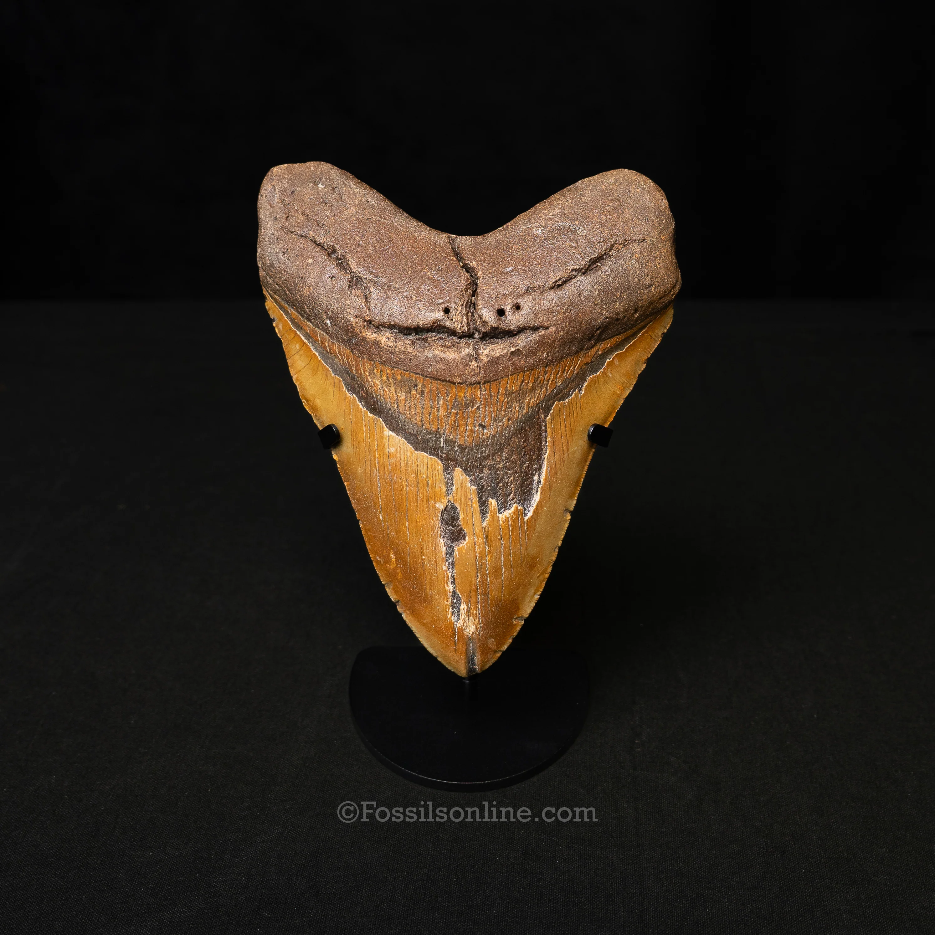North Carolina Megalodon 6.1"