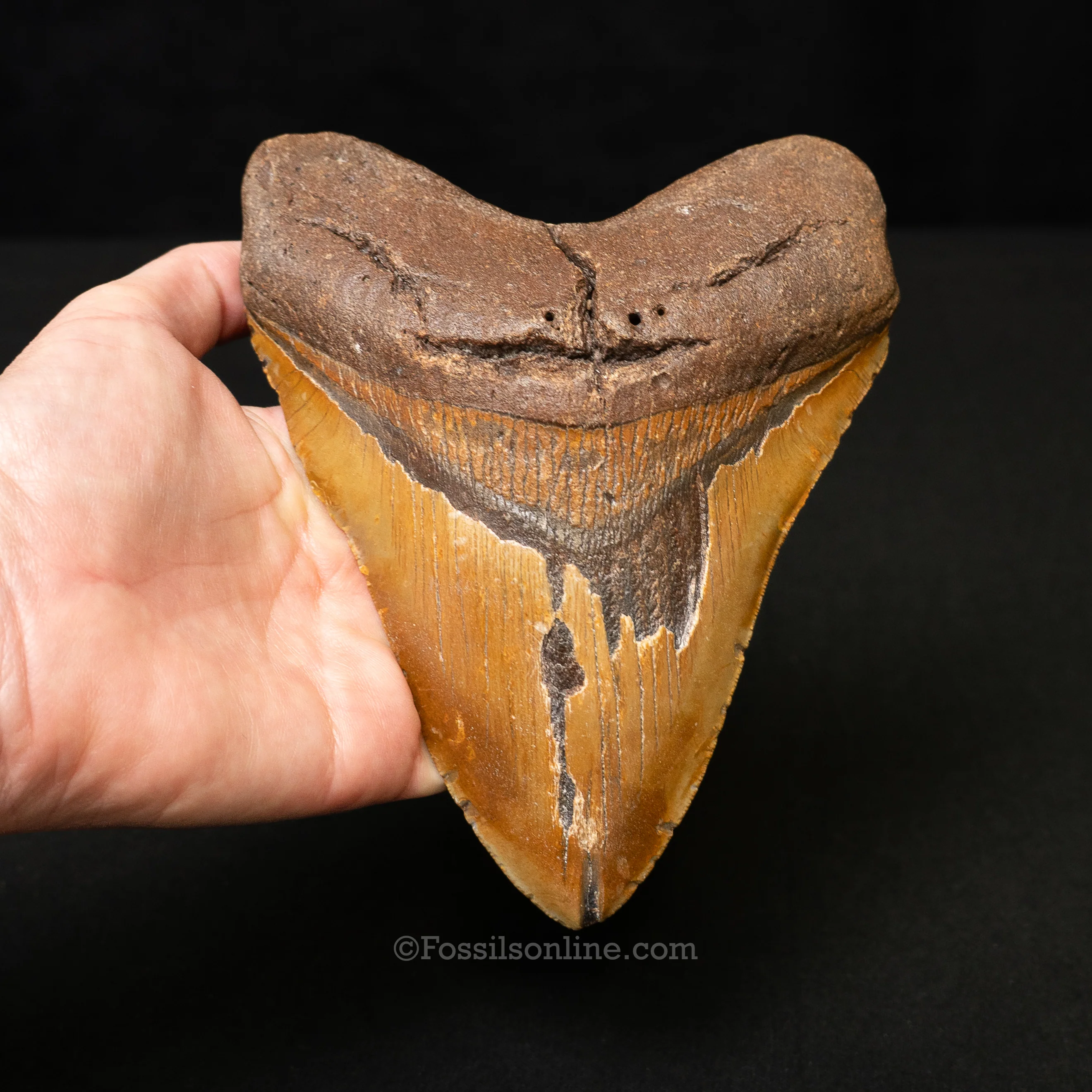 North Carolina Megalodon 6.1" - Image 2