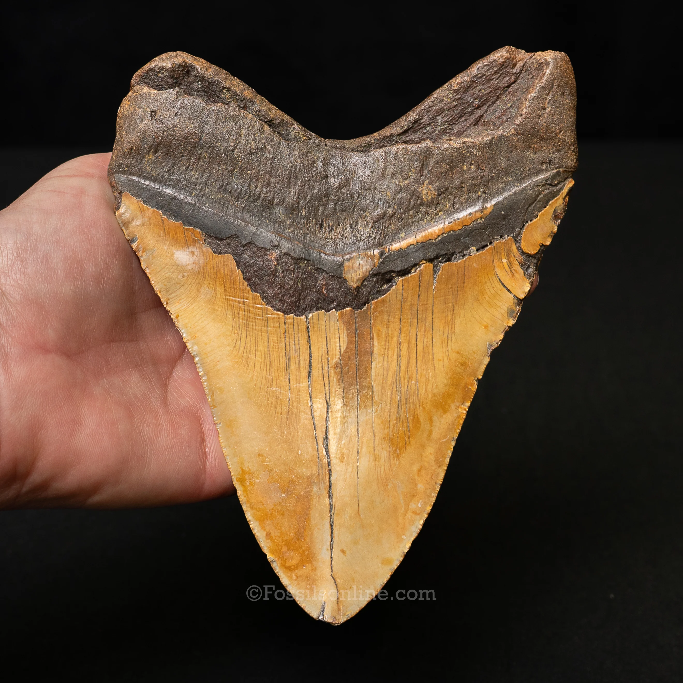 North Carolina Megalodon 6.1" - Image 3