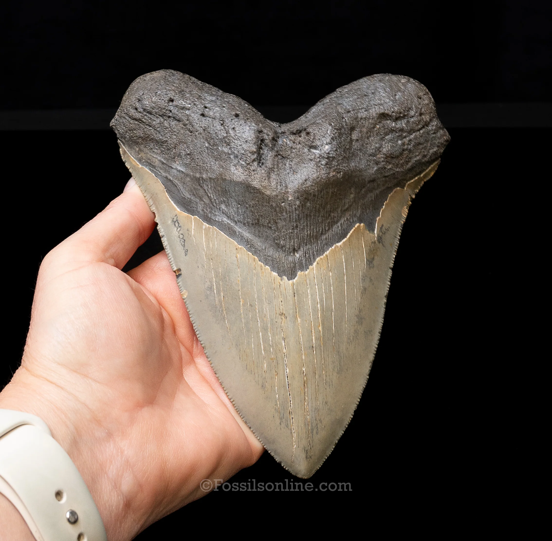North Carolina Megalodon 6.125" - Image 2