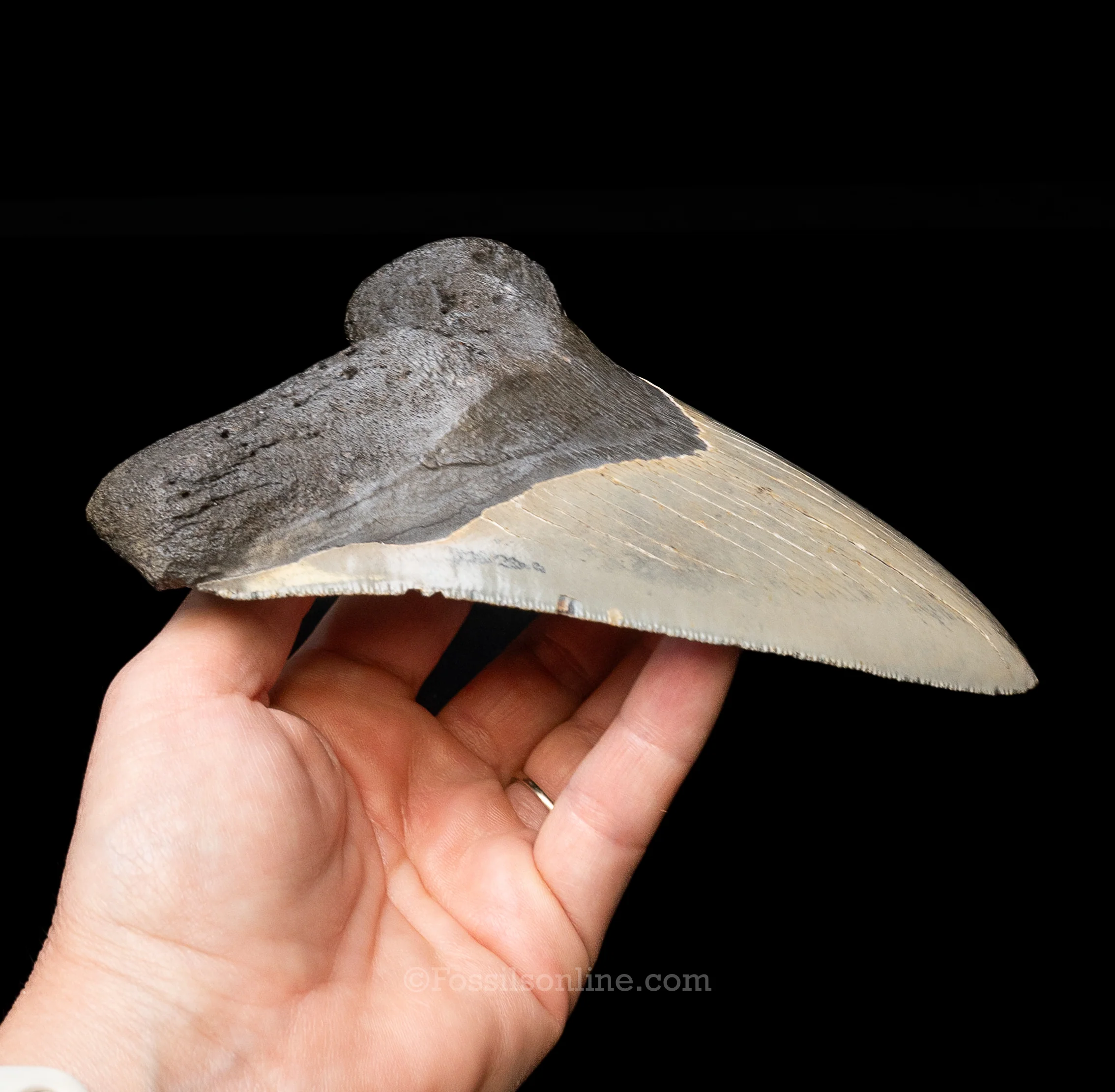 North Carolina Megalodon 6.125" - Image 3
