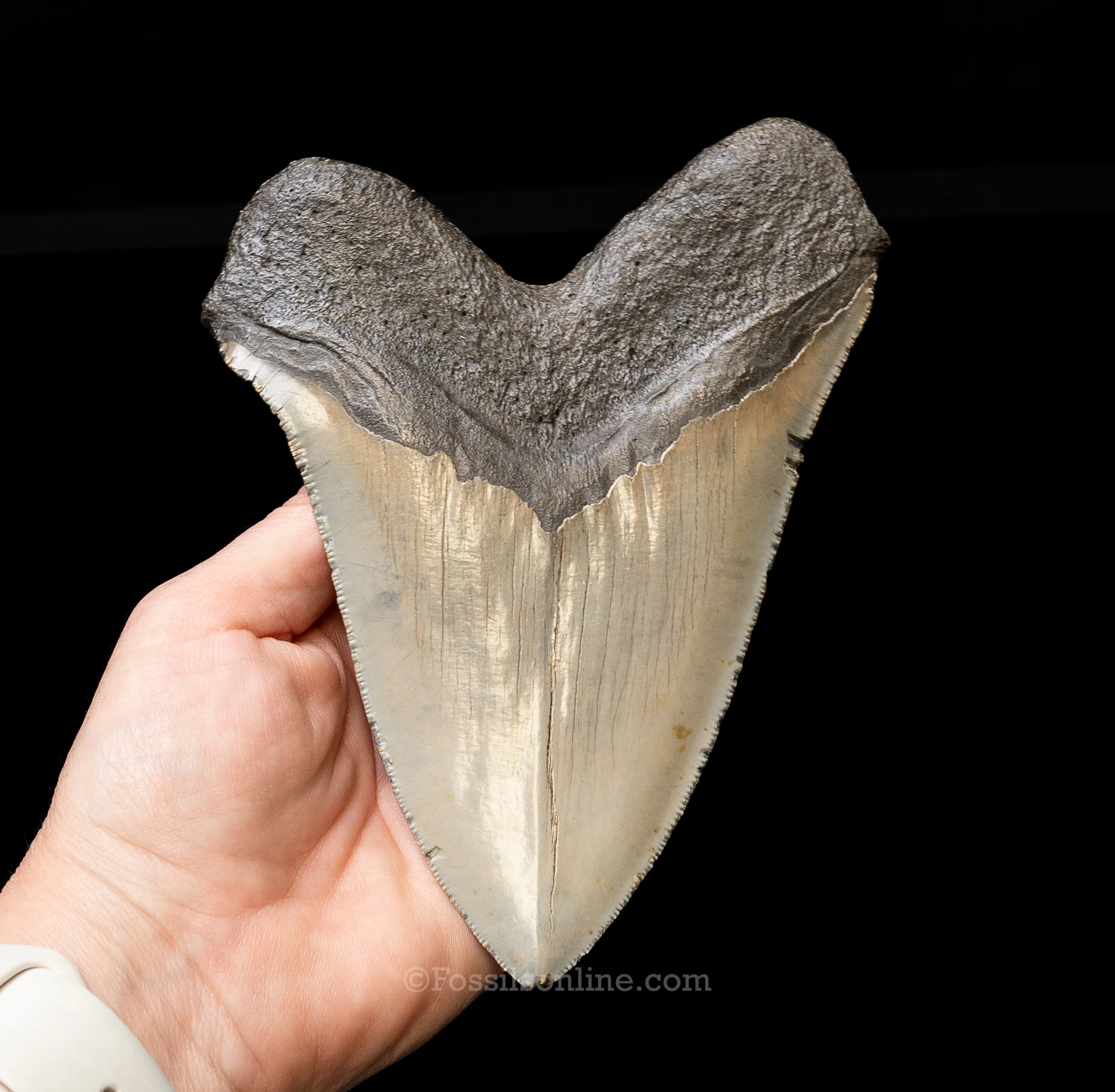 North Carolina Megalodon 6.125" - Image 4