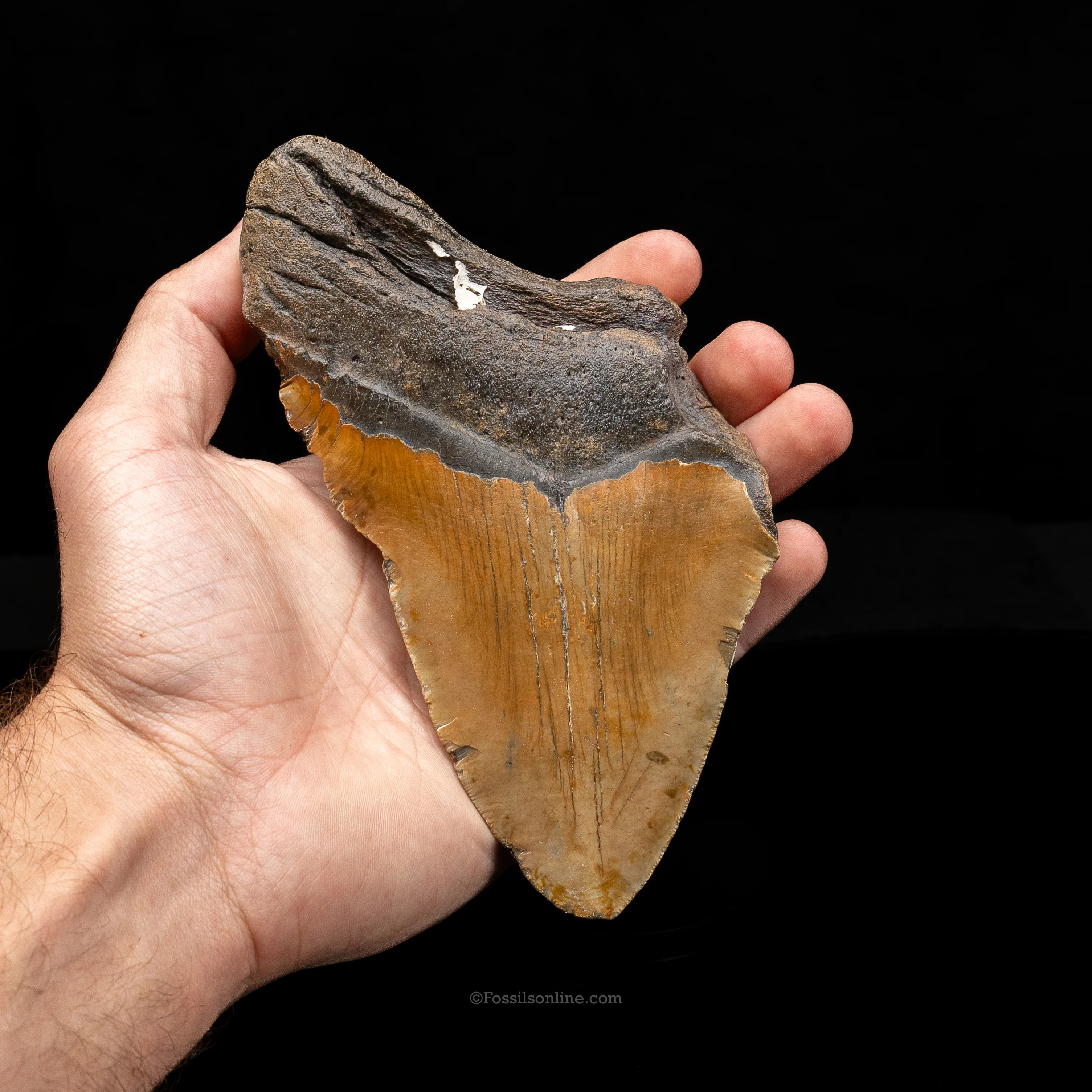 XL North Carolina Megalodon 6.03" - Image 2