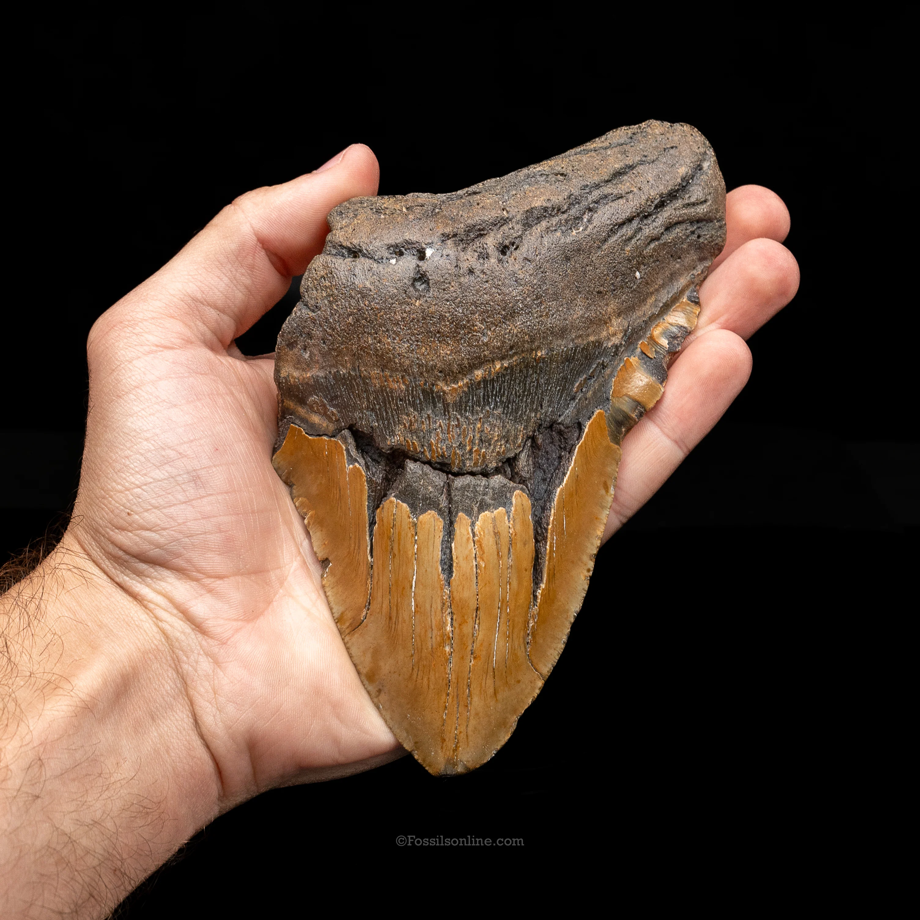 XL North Carolina Megalodon 6.03" - Image 3