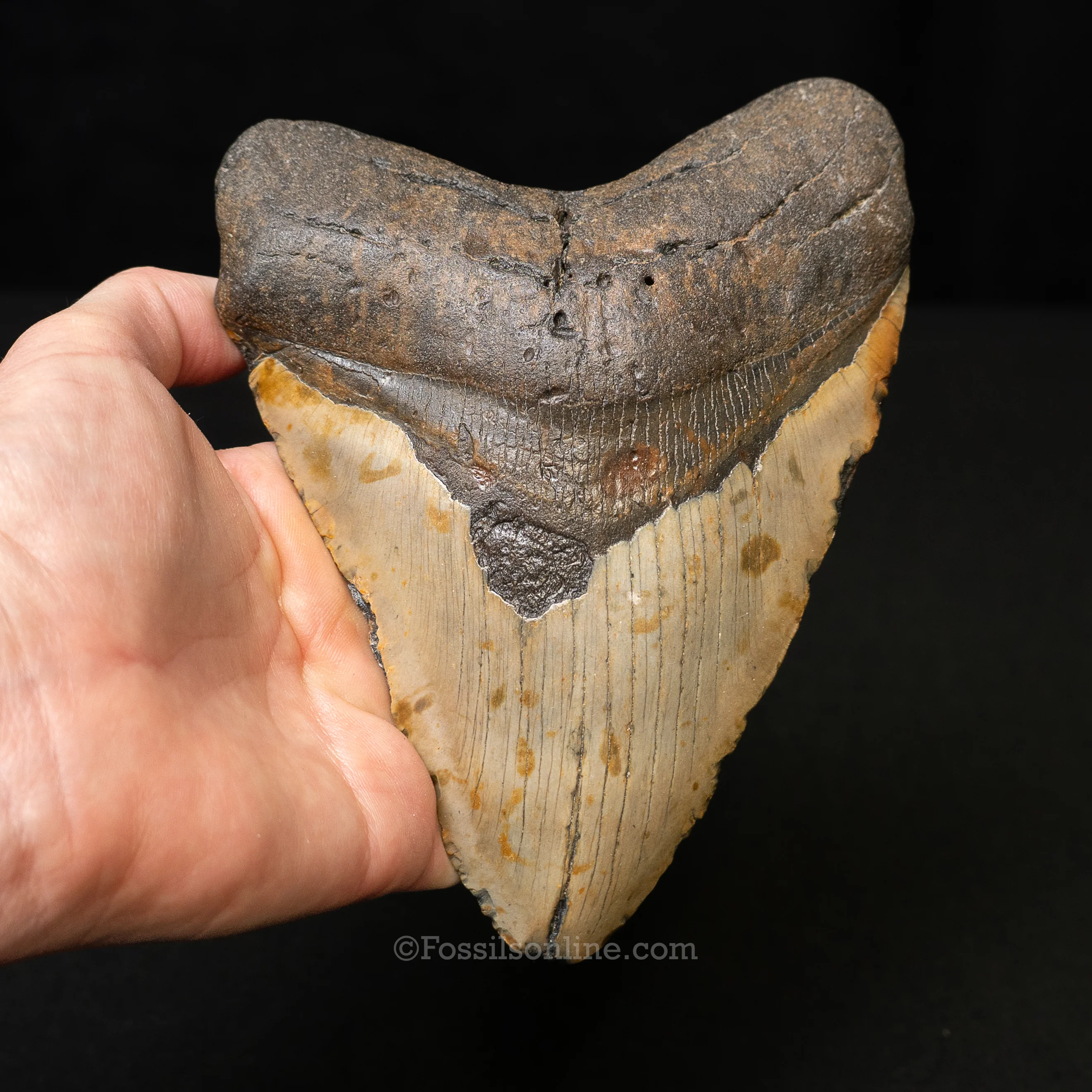 North Carolina Megalodon 6.13" - Image 2