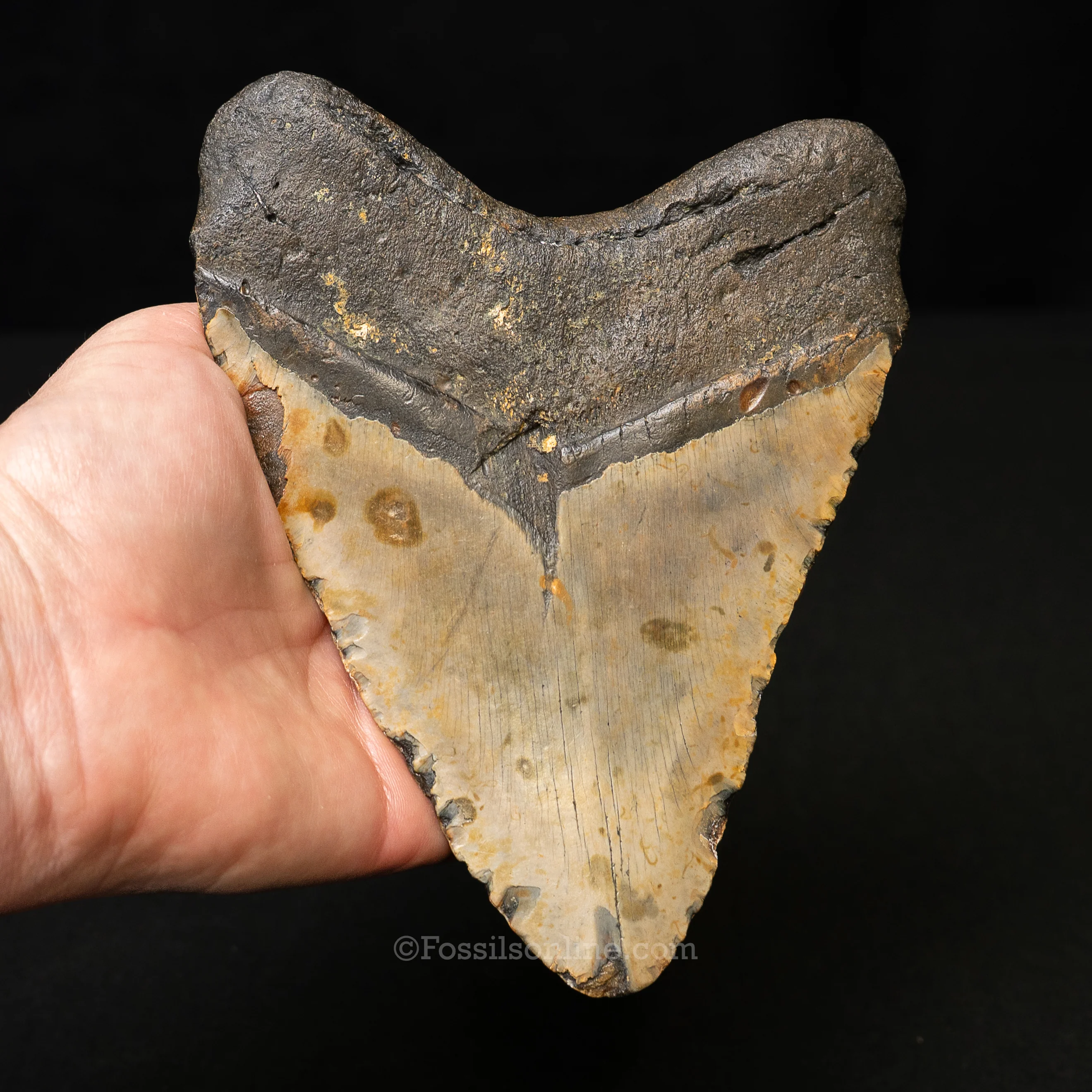 North Carolina Megalodon 6.13" - Image 3