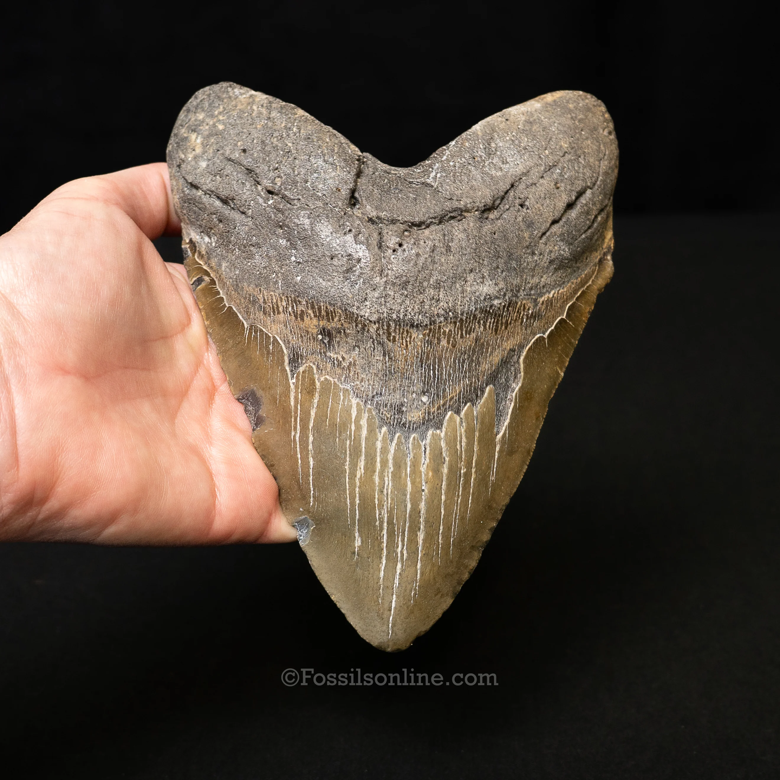 North Carolina Megalodon 6.15" - Image 2