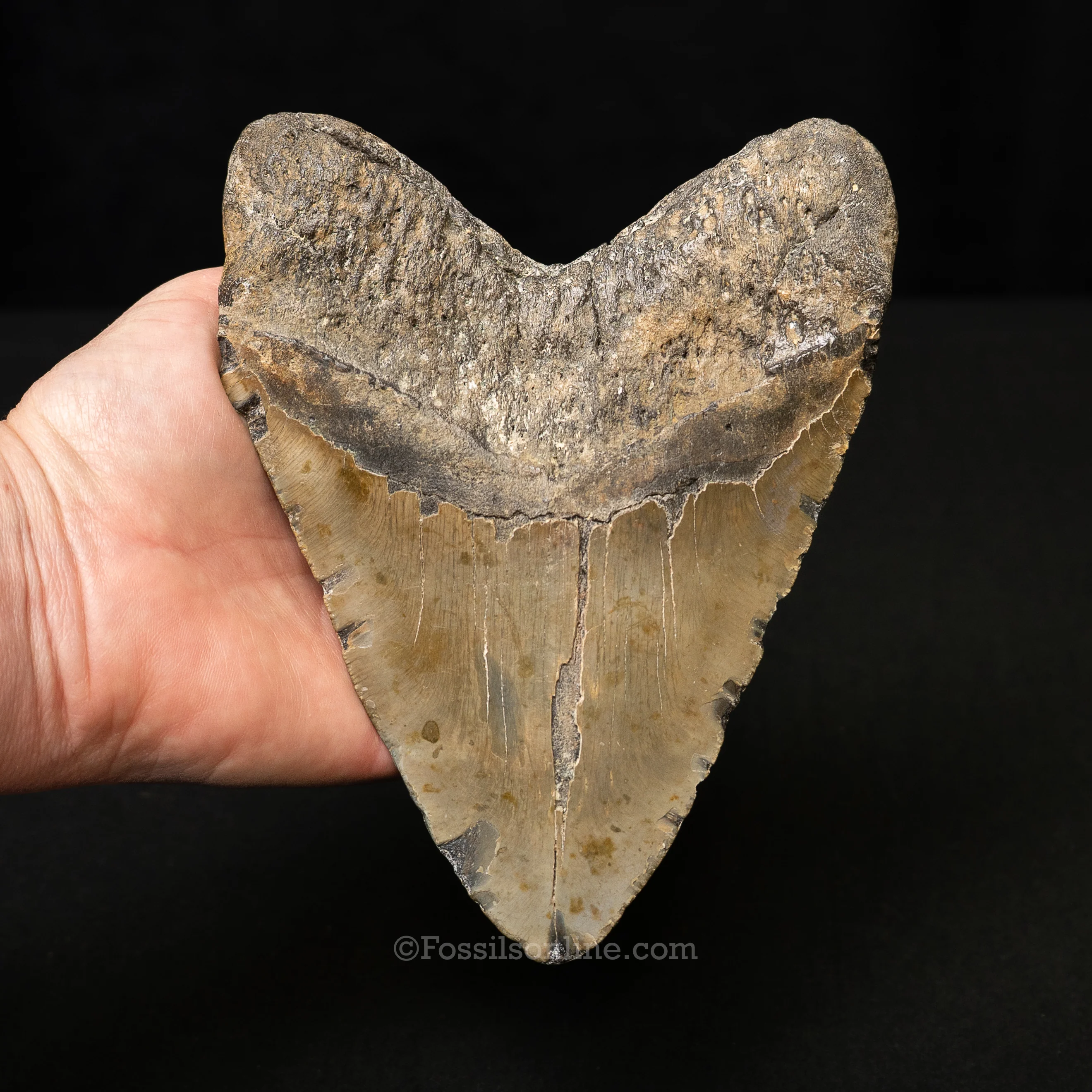 North Carolina Megalodon 6.15" - Image 3