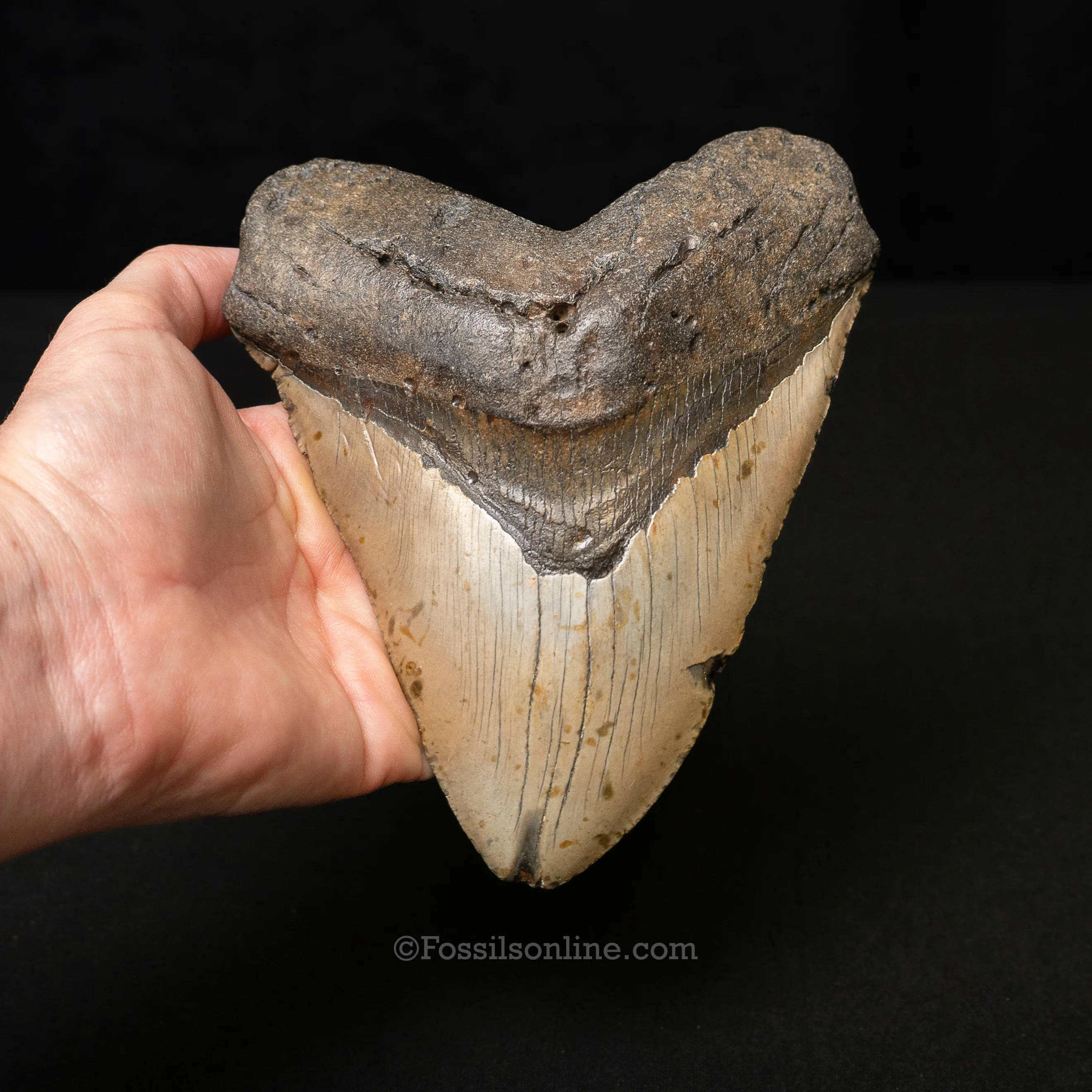 North Carolina Megalodon 6.1" - Image 2