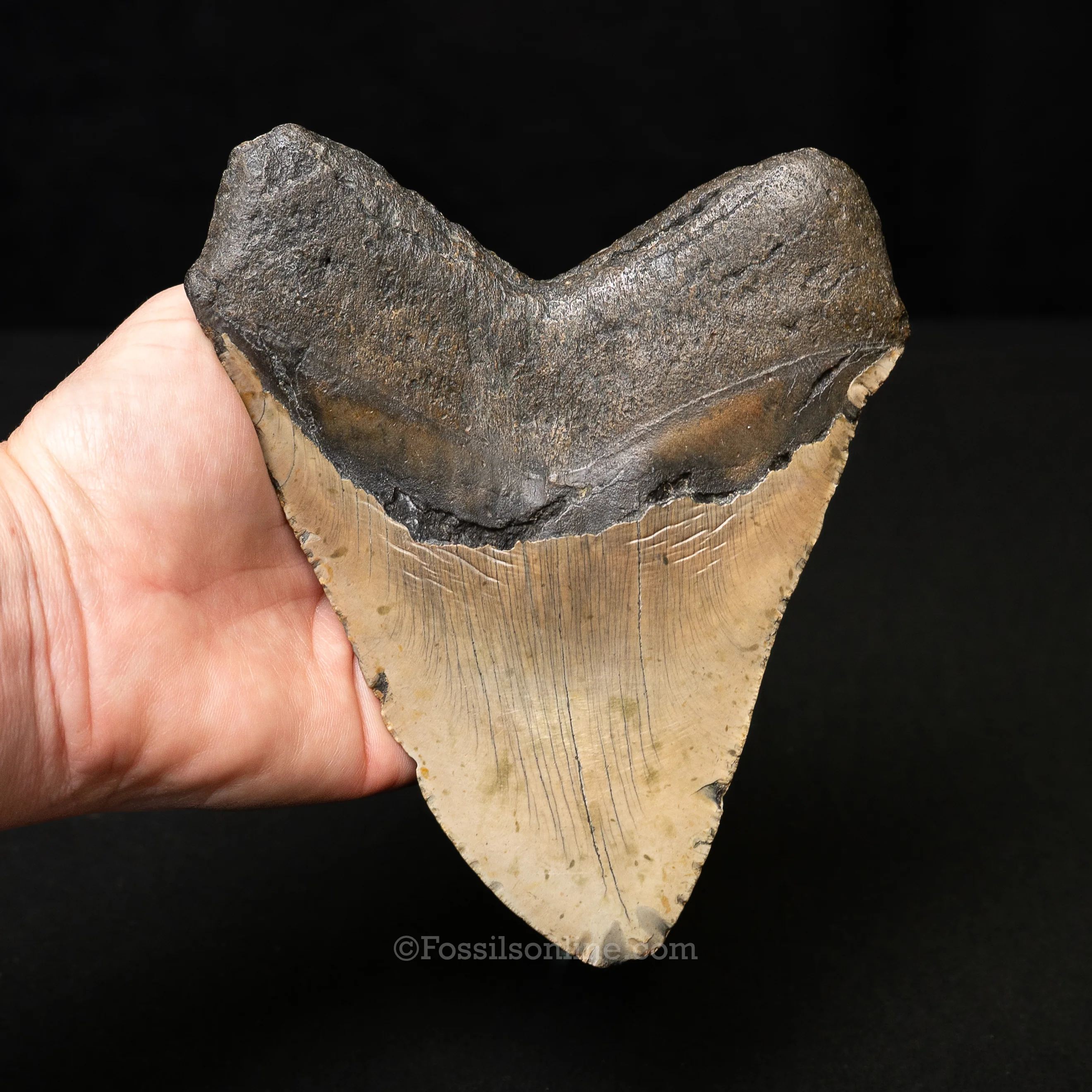 North Carolina Megalodon 6.1" - Image 3
