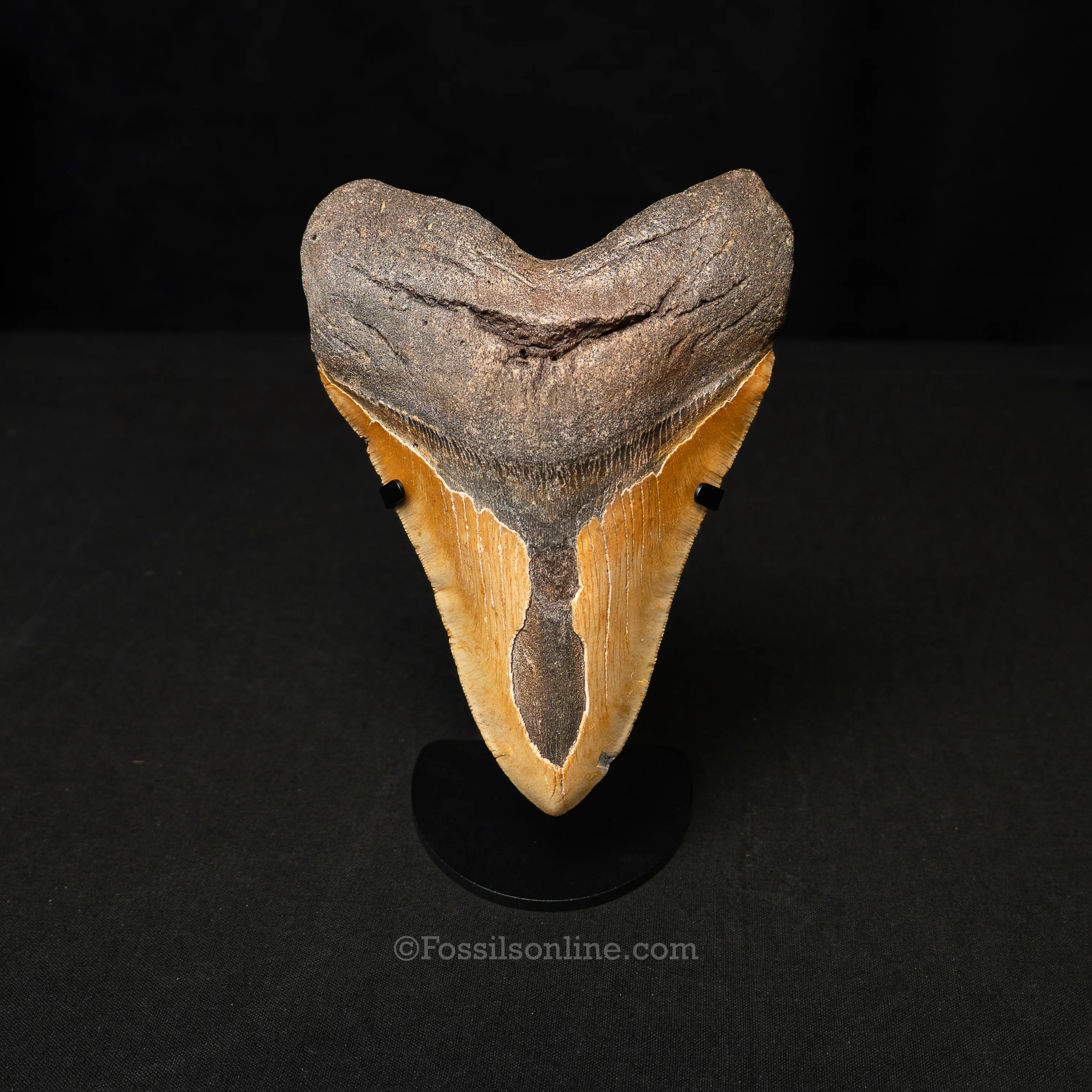 North Carolina Megalodon 6.33"