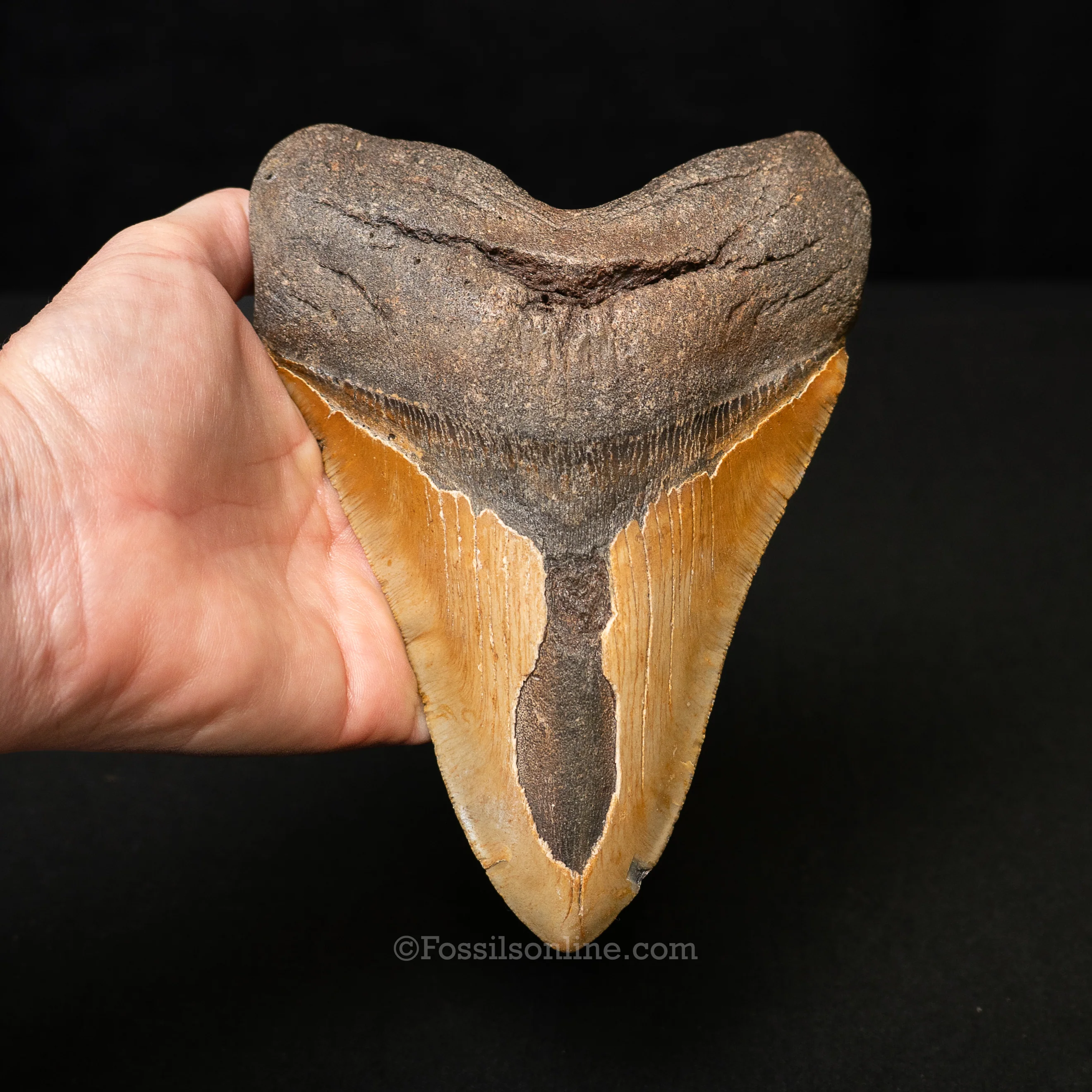 North Carolina Megalodon 6.33" - Image 2
