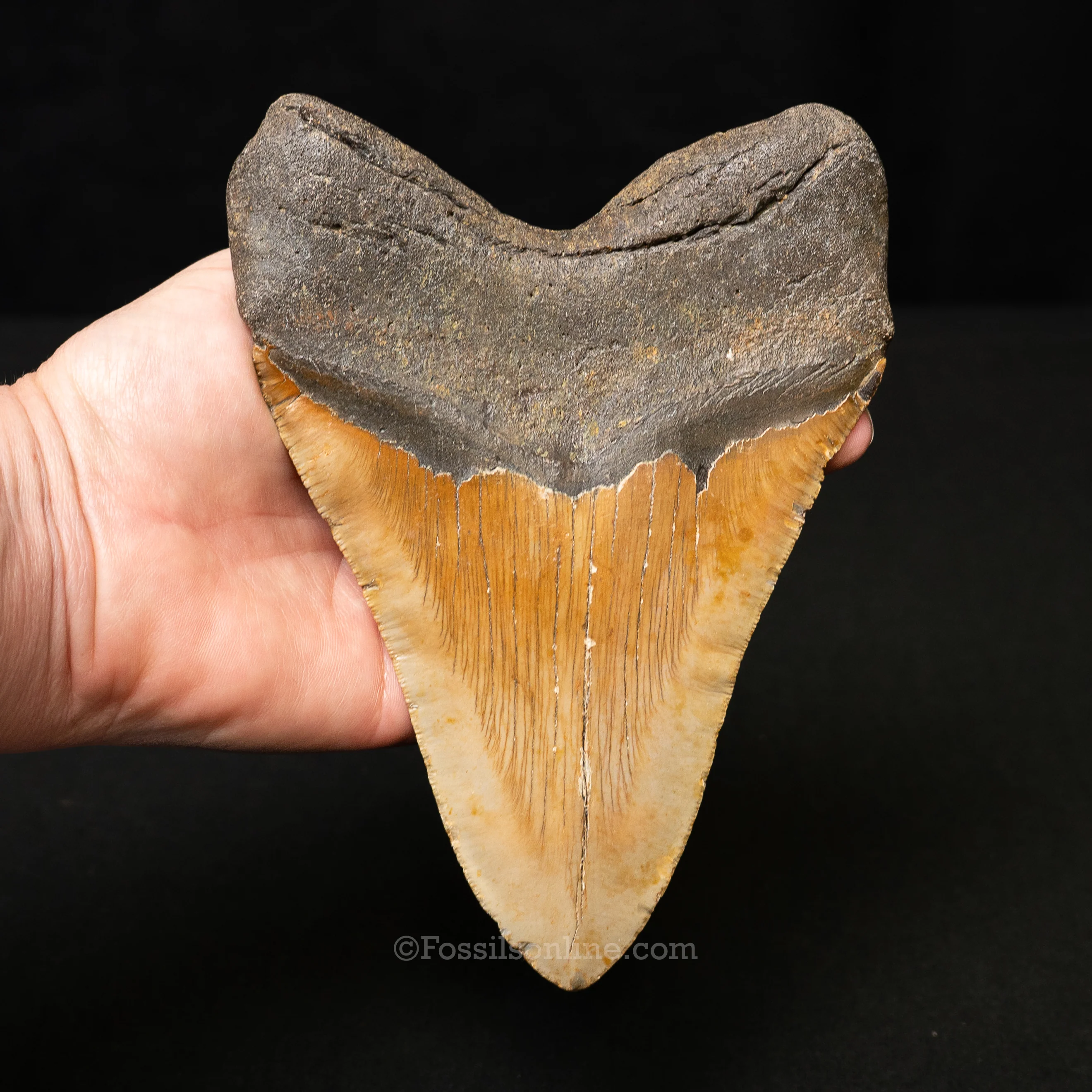 North Carolina Megalodon 6.33" - Image 3