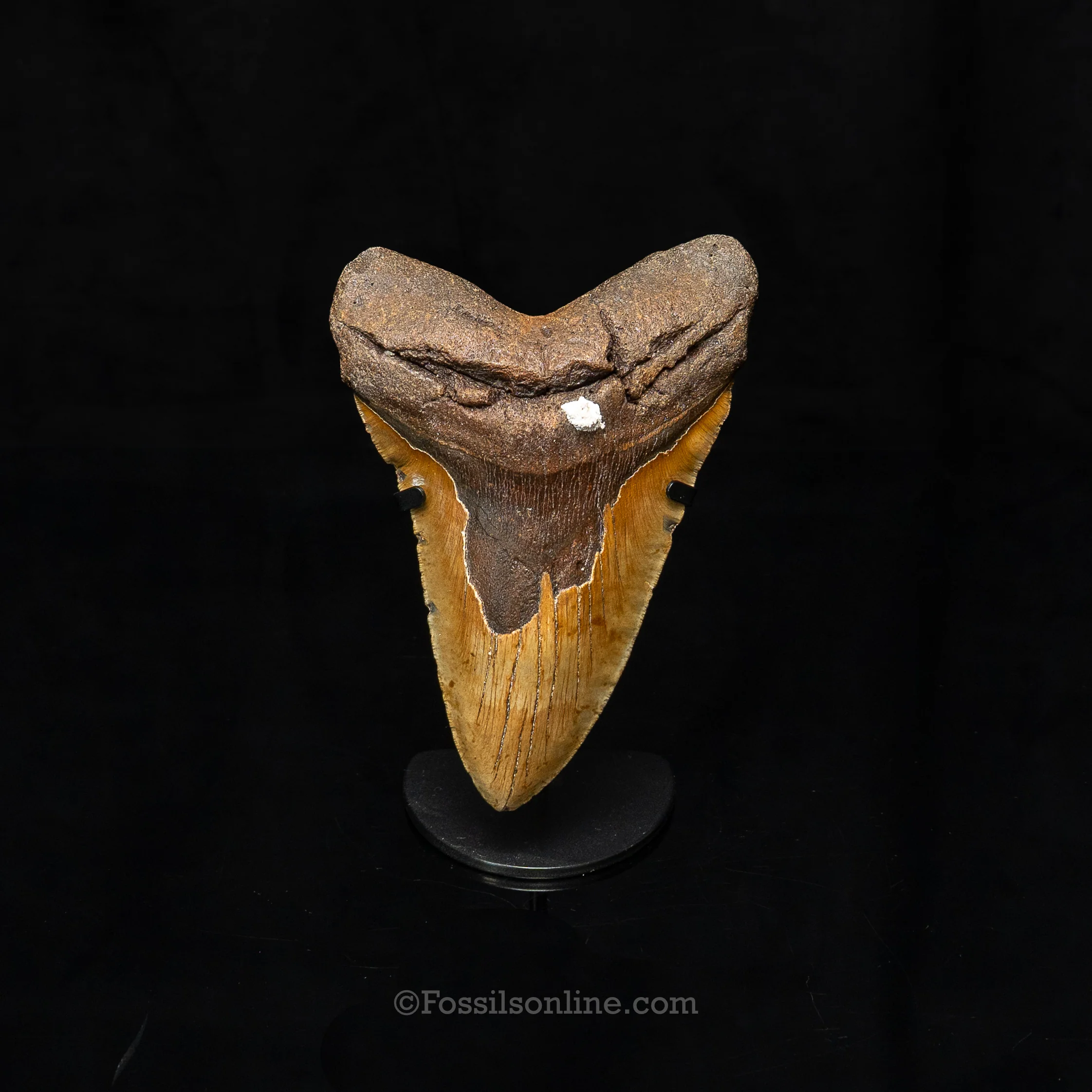 North Carolina Megalodon 6.43" - Image 2