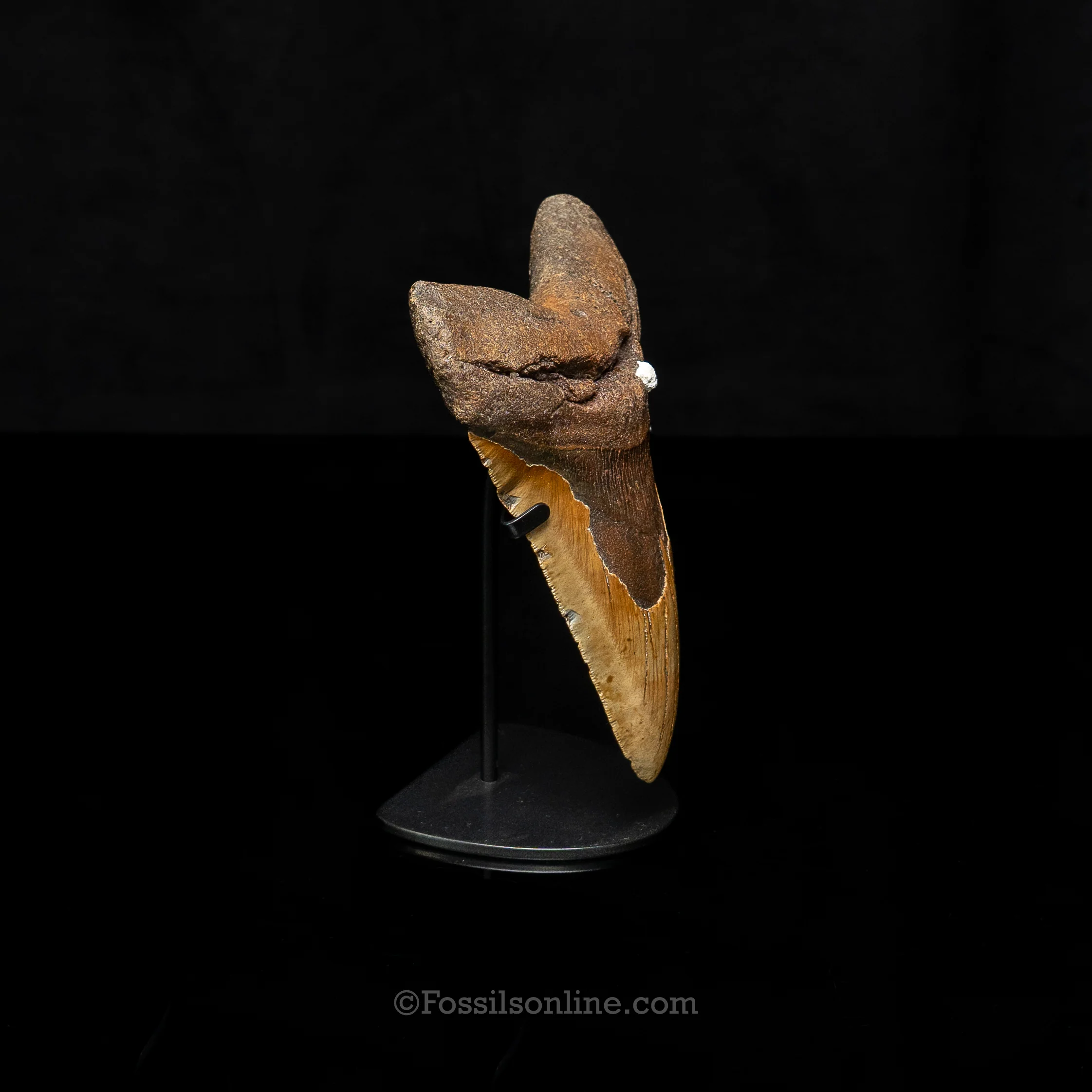North Carolina Megalodon 6.43" - Image 3