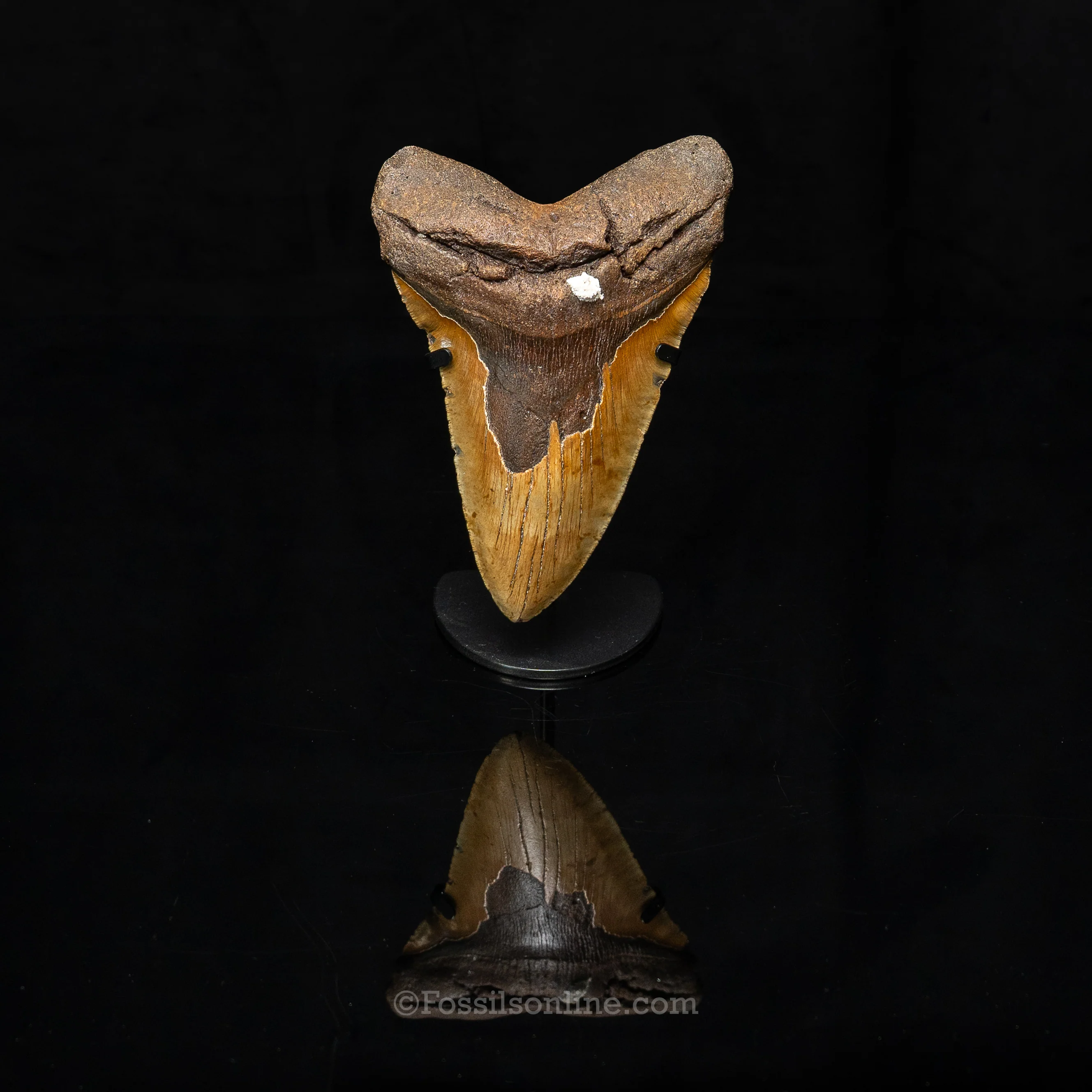 North Carolina Megalodon 6.43" - Image 4
