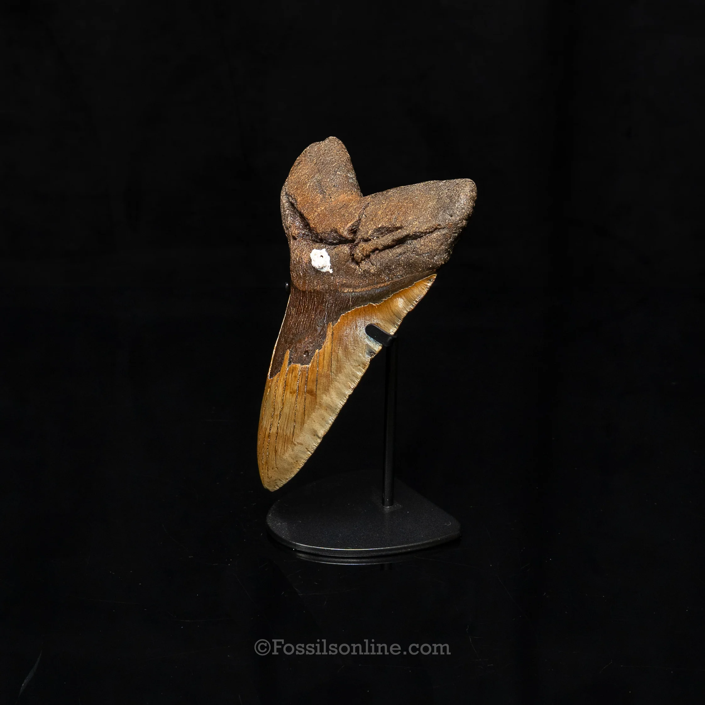 North Carolina Megalodon 6.43" - Image 5