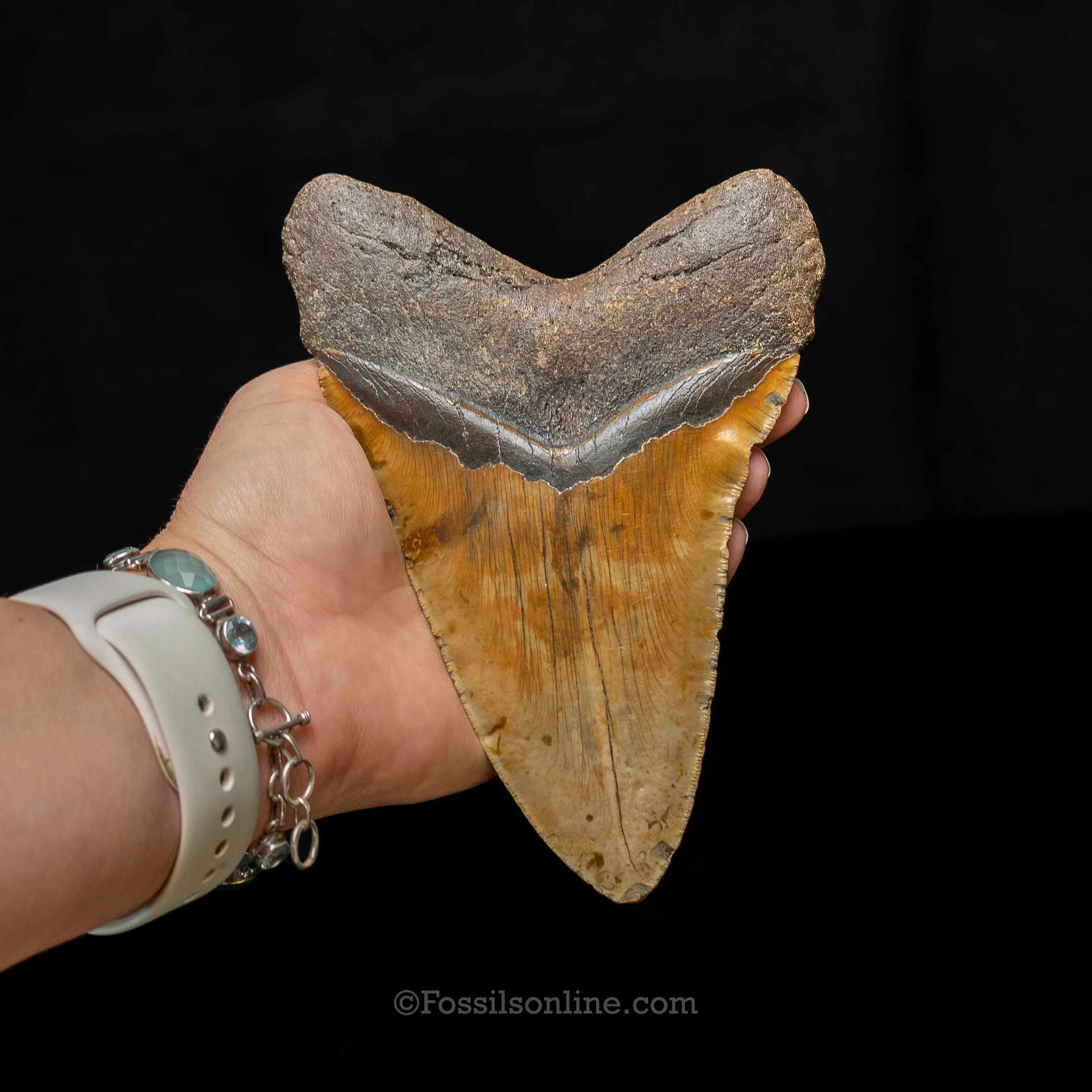 North Carolina Megalodon 6.43" - Image 6