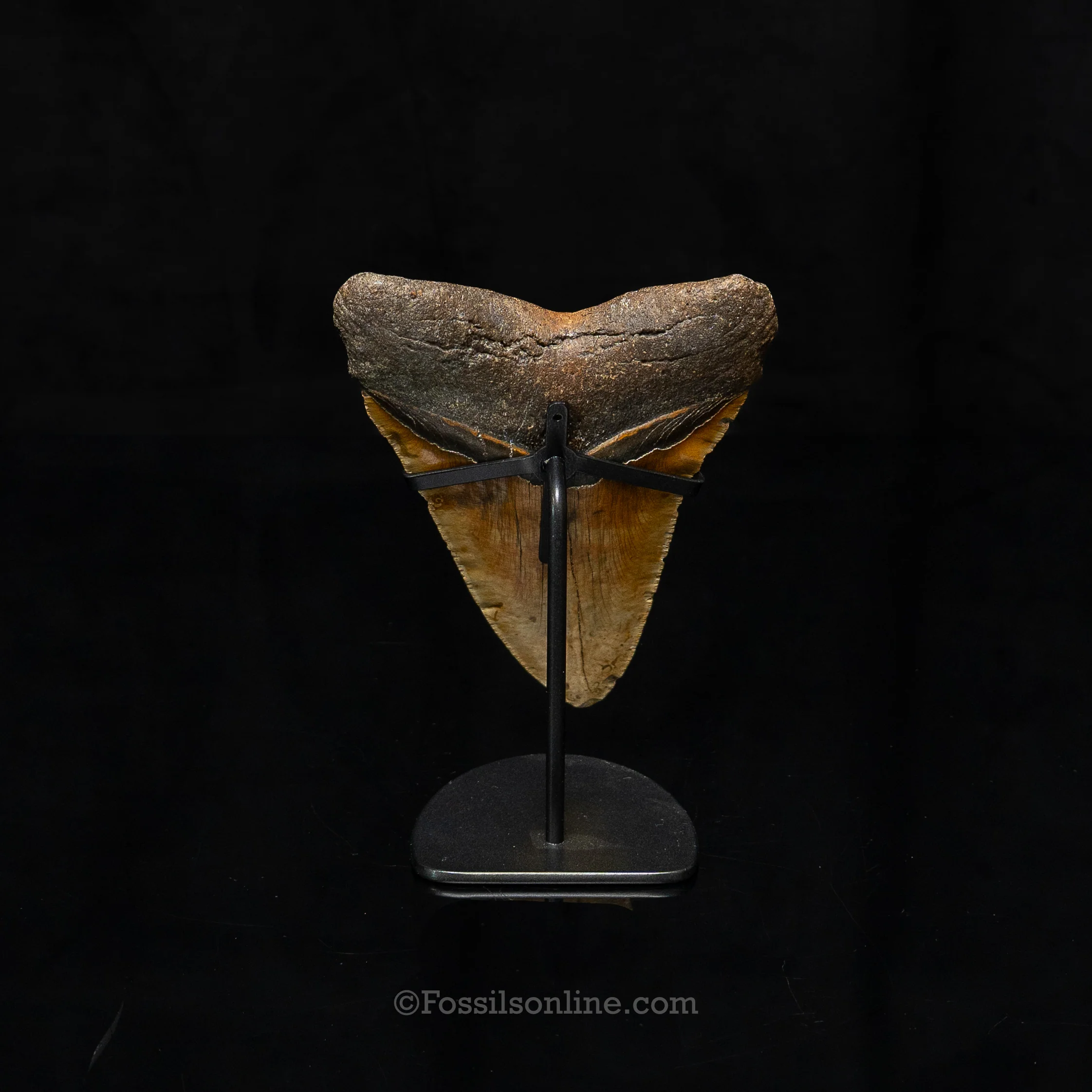North Carolina Megalodon 6.43" - Image 7