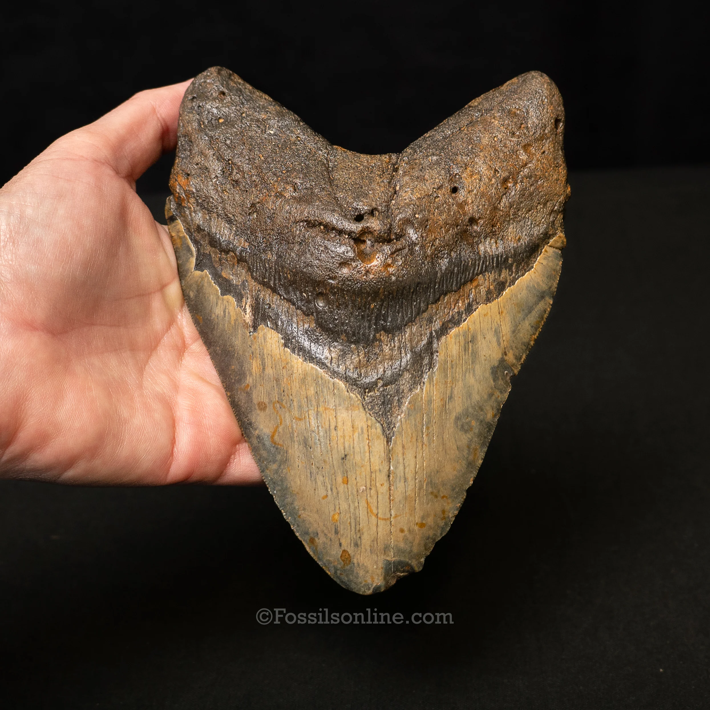 North Carolina Megalodon 6.06" - Image 2