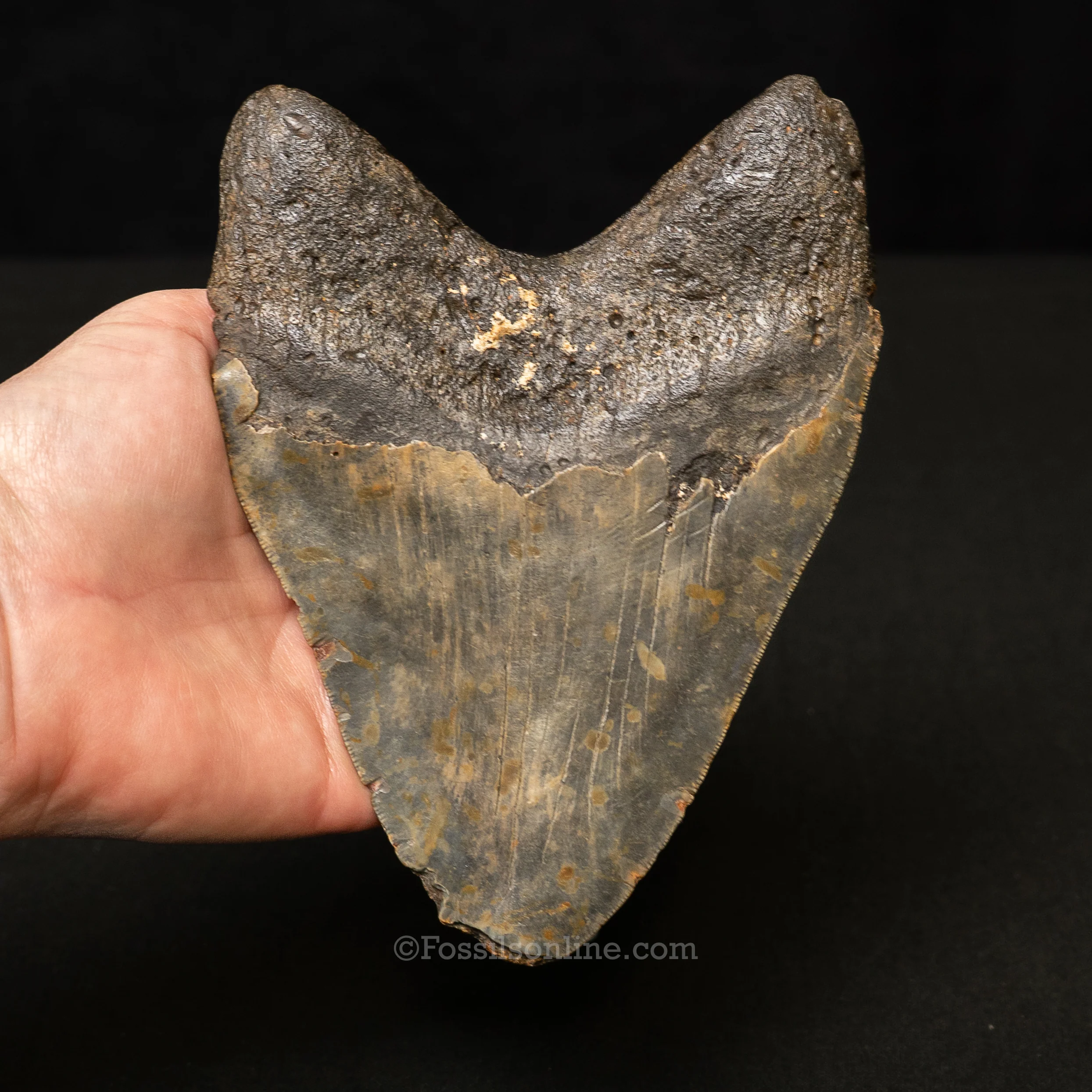 North Carolina Megalodon 6.06" - Image 3