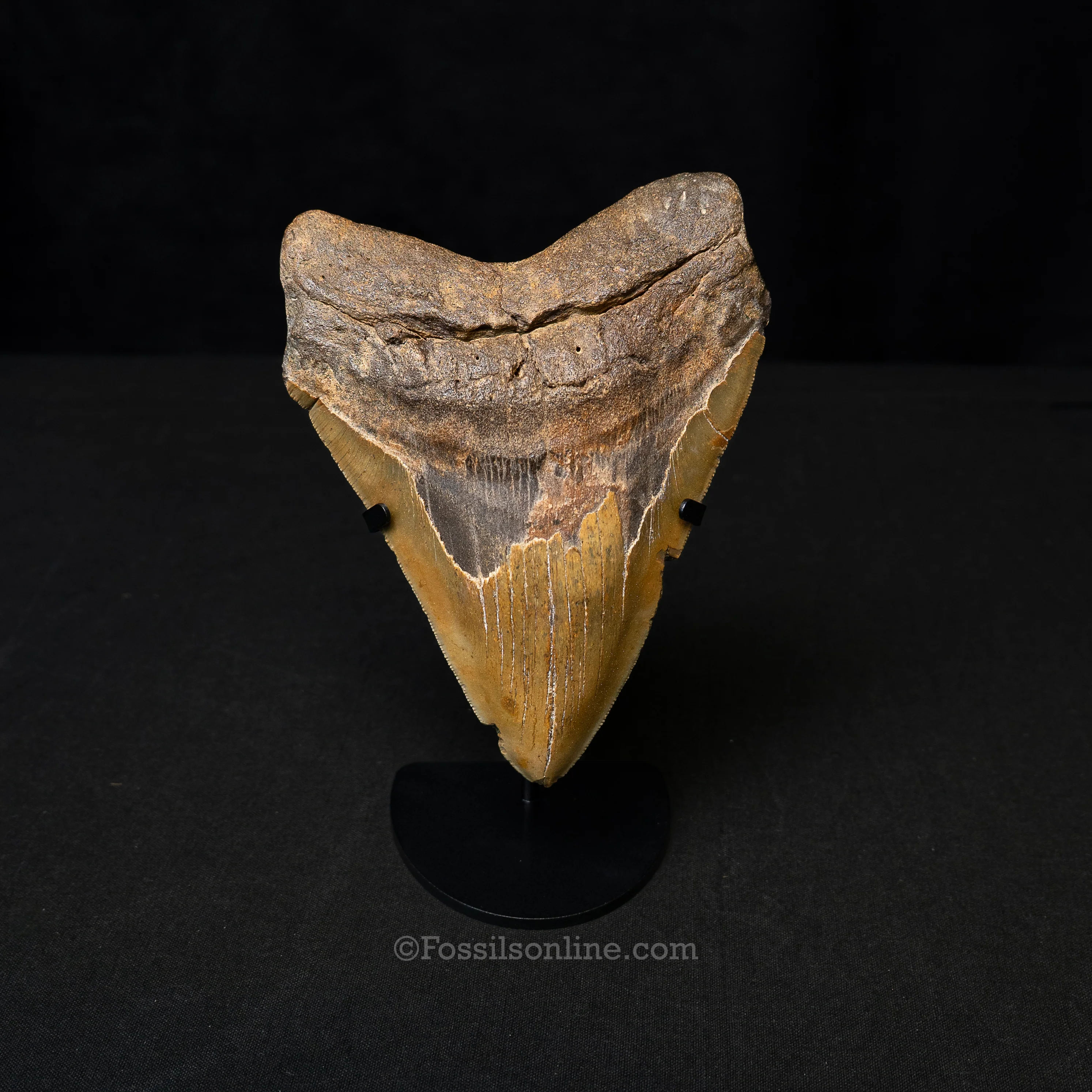 North Carolina Megalodon 6.11"