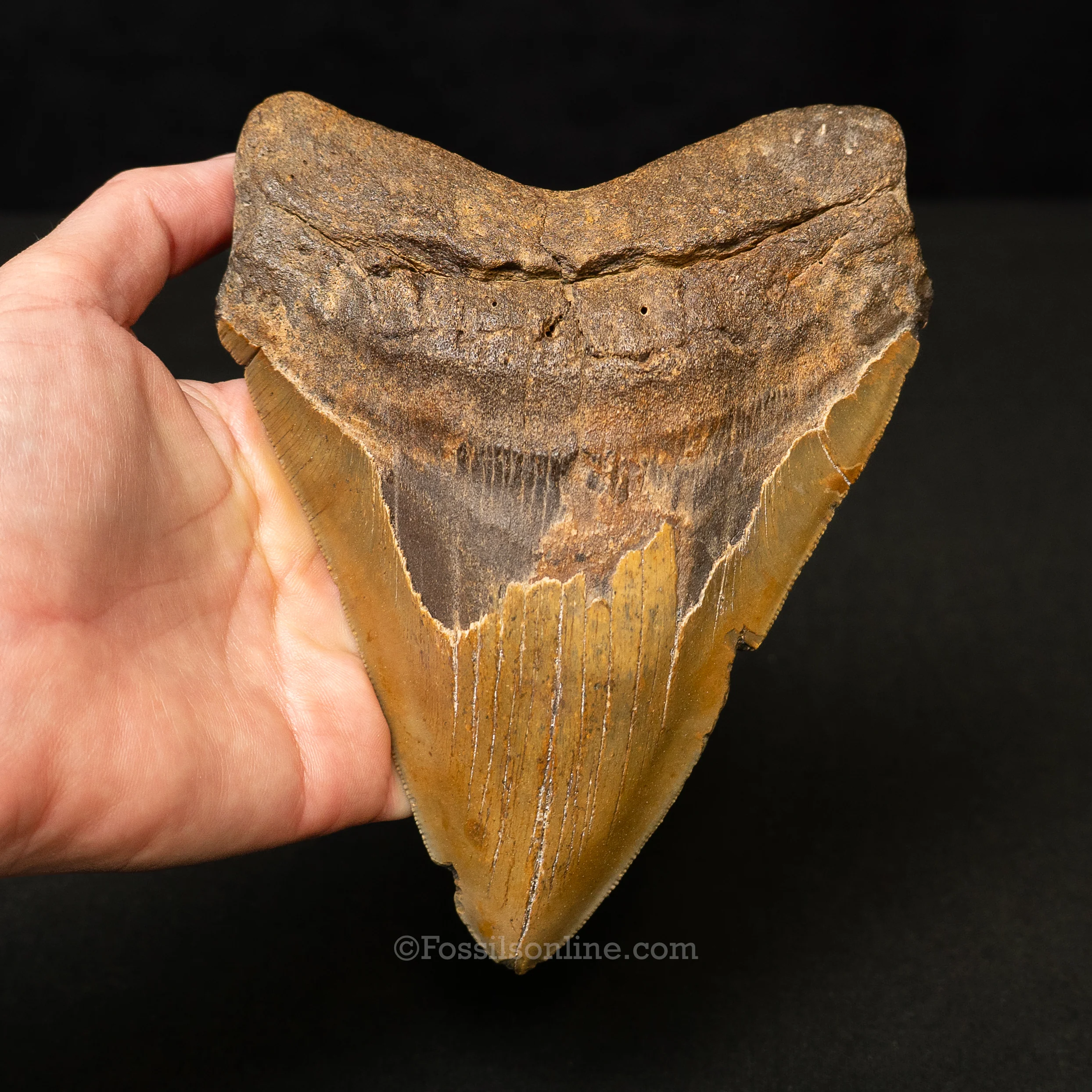North Carolina Megalodon 6.11" - Image 2
